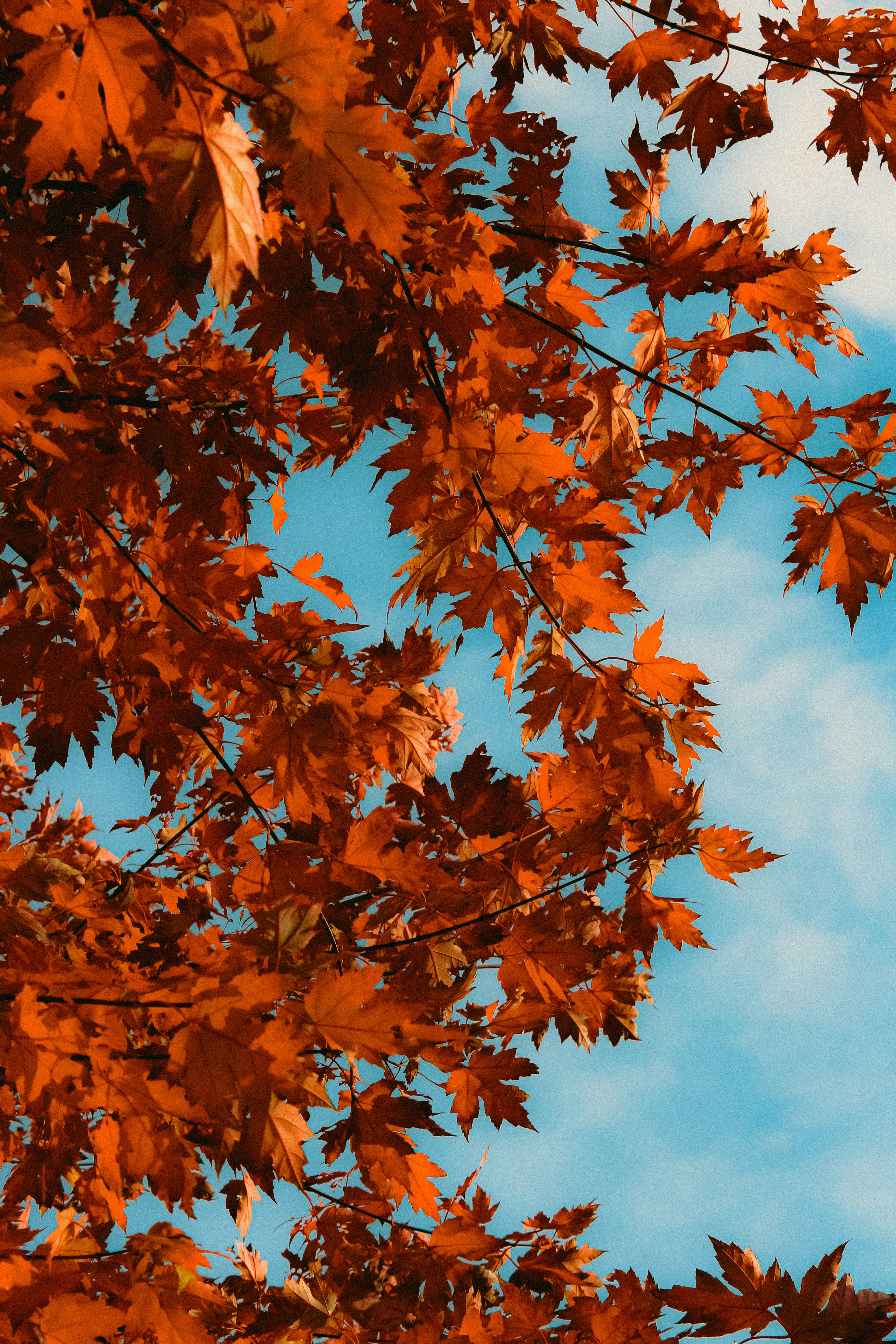 Photo by linusbelanger