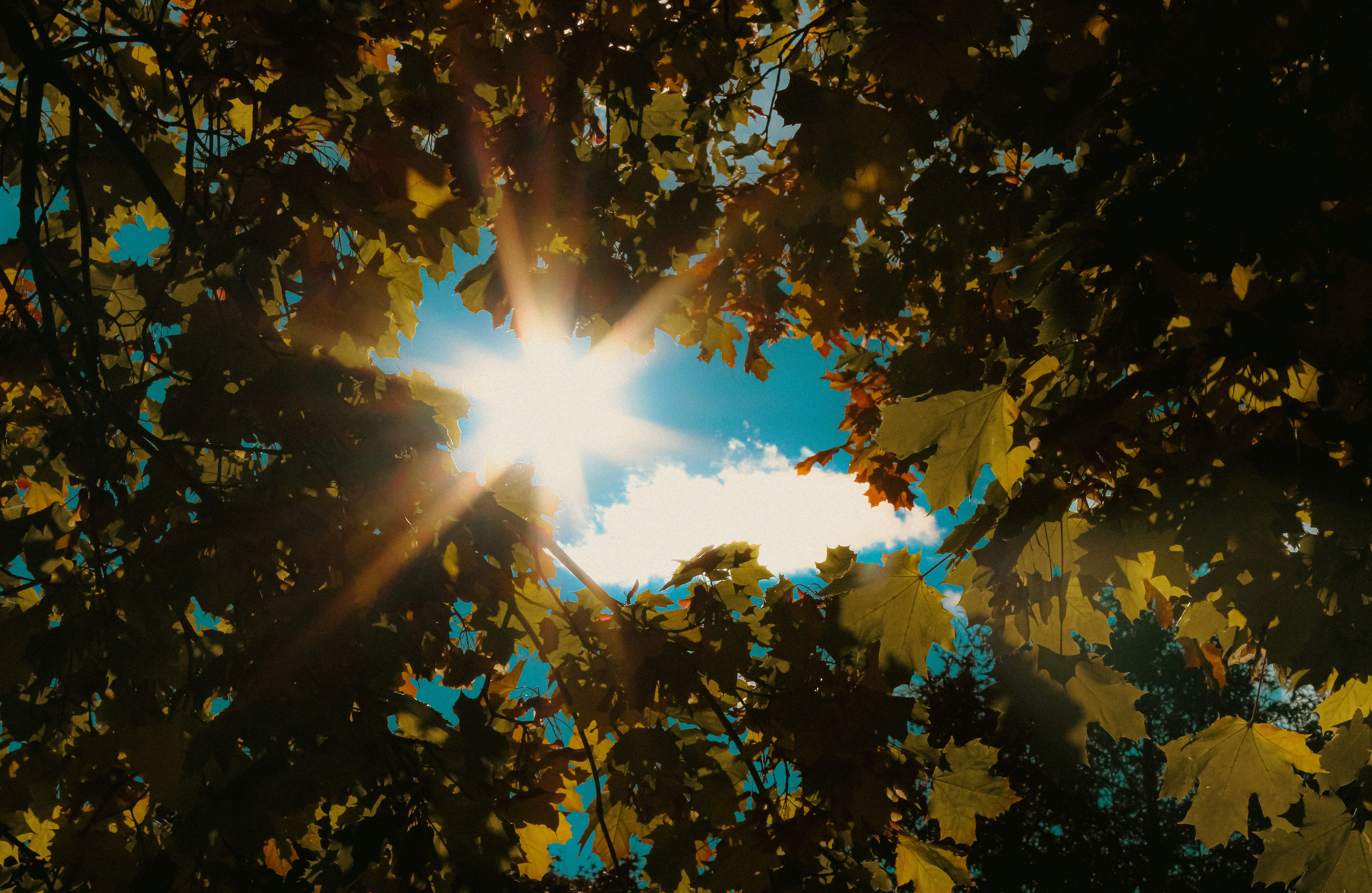 Photo by linusbelanger