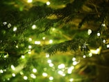 a close up of a pine tree with a lot of lights