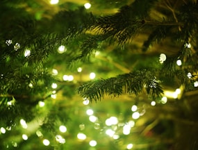 a close up of a pine tree with a lot of lights