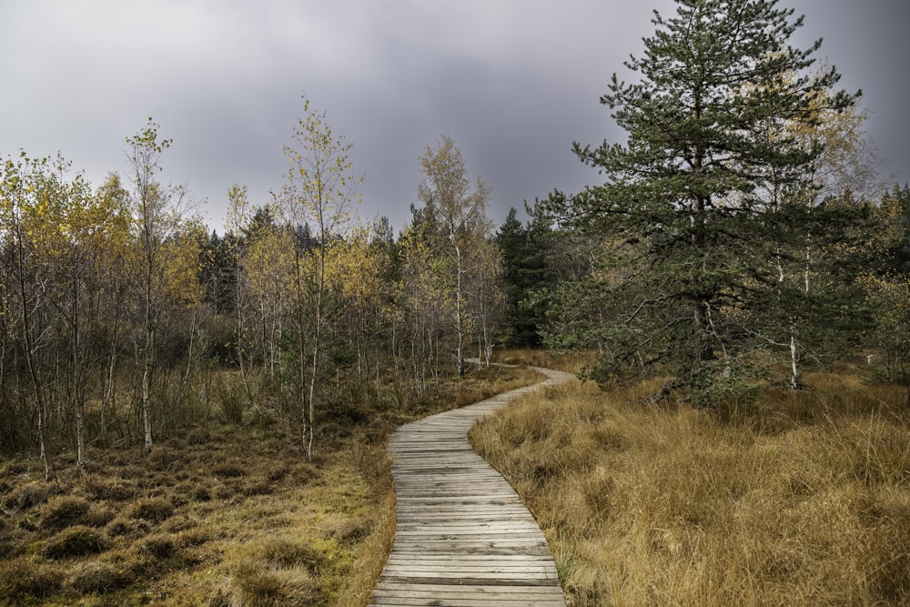 a wooden path in the middle of a forest