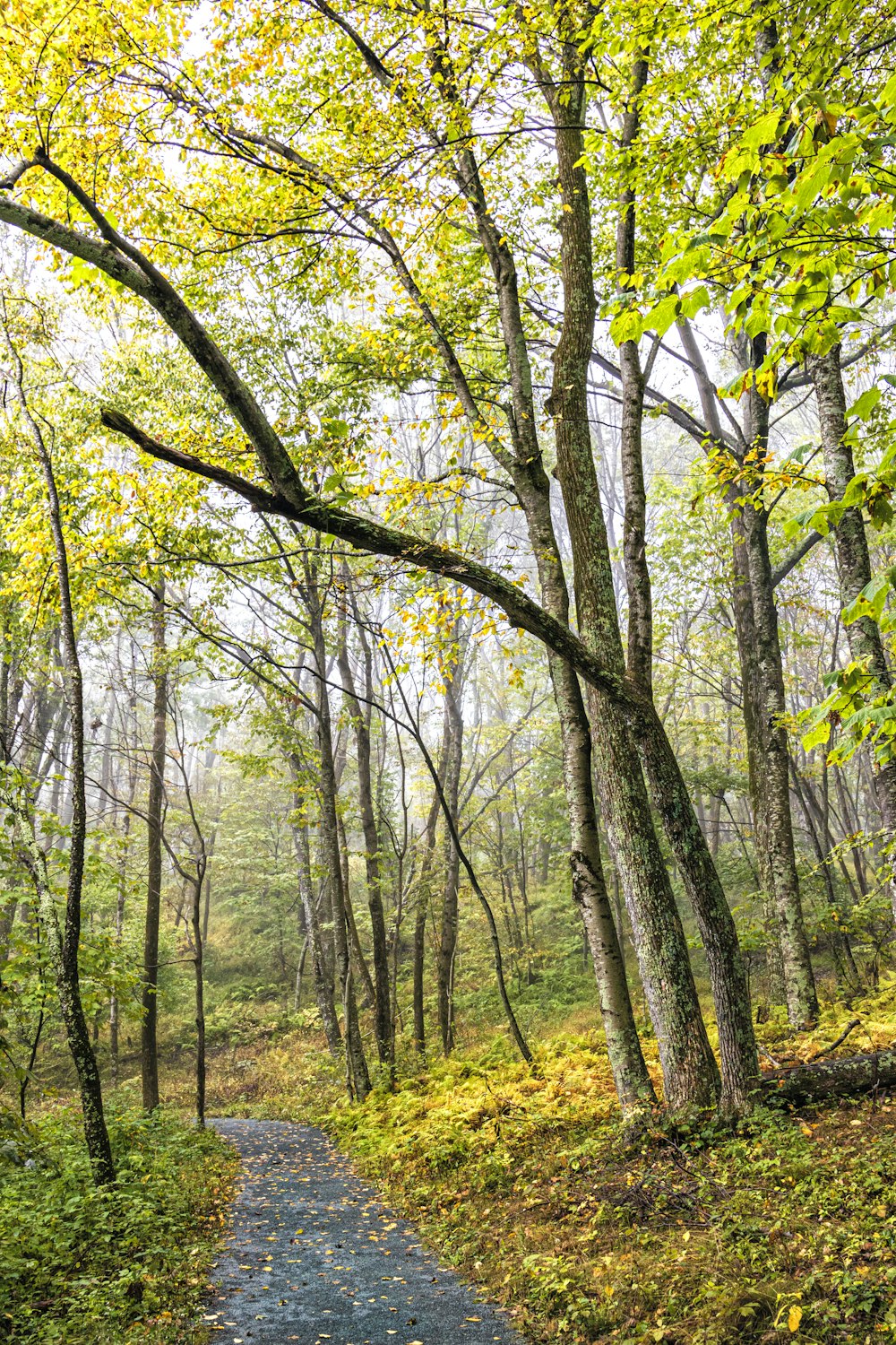 a path through a forest with lots of trees