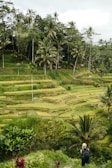 Lush green rice terraces in the Philippines with a local guide leading the way.