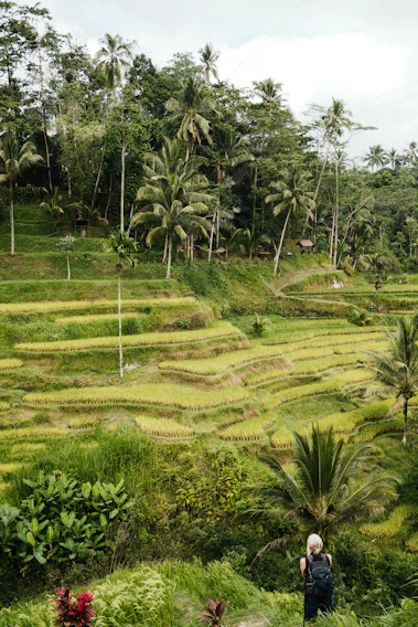 Lush green rice terraces gently cascade down a hillside, surrounded by tall palm trees and dense tropical vegetation. A person with a backpack stands in the foreground, gazing at the landscape.
