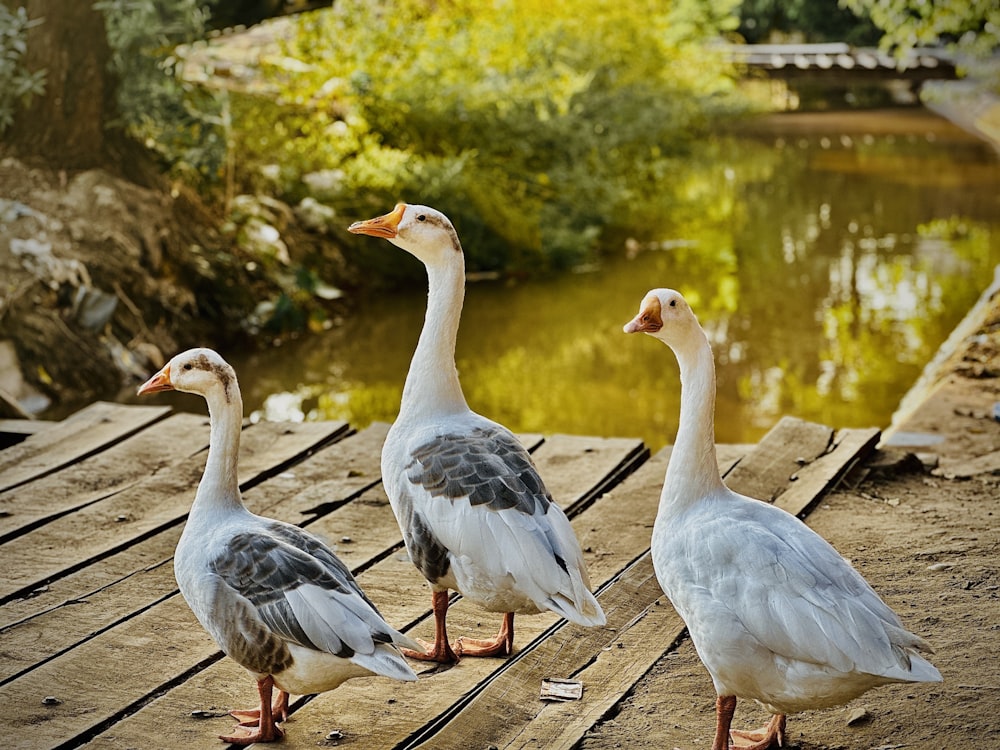 three ducks are standing on a wooden dock