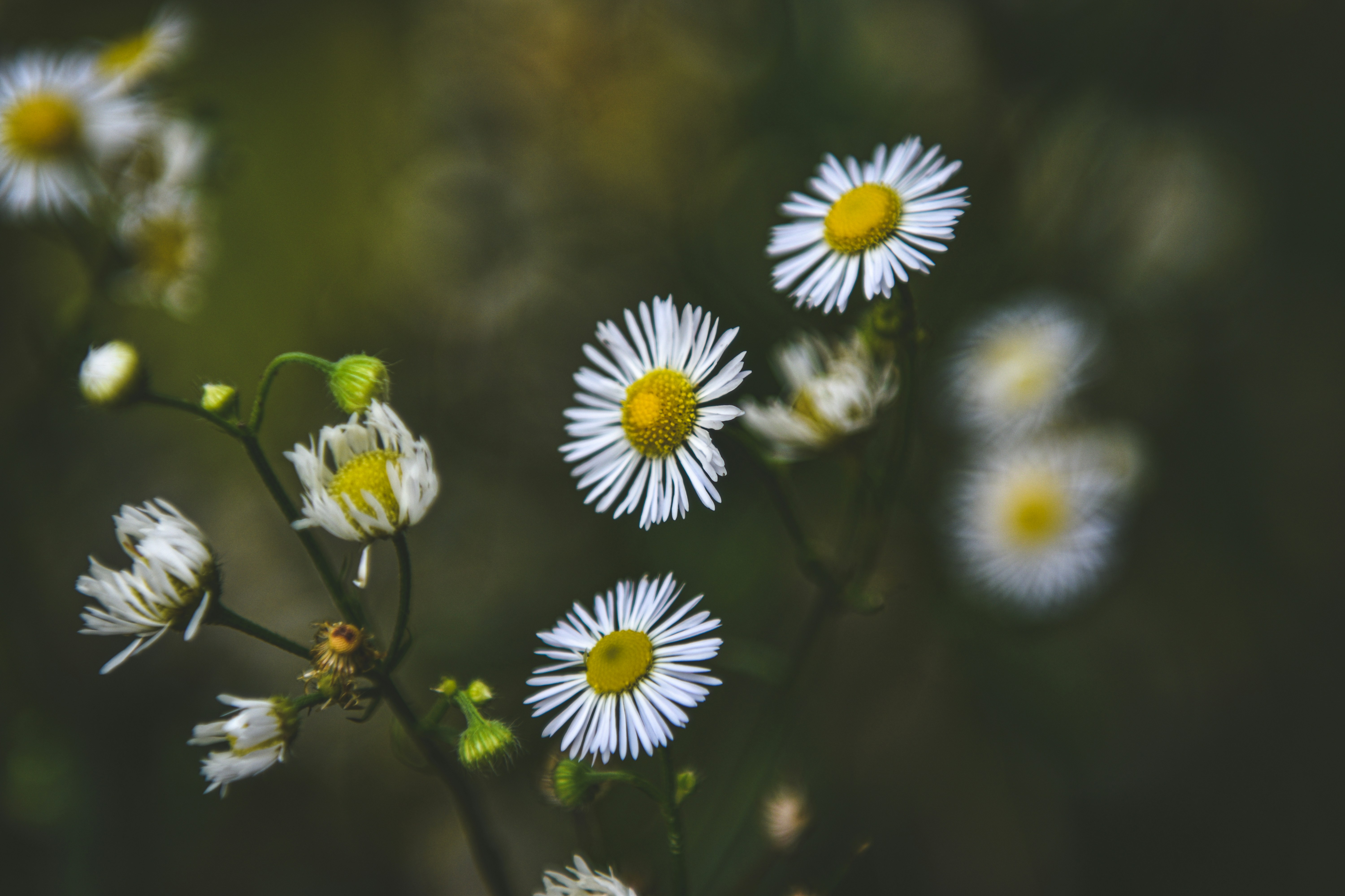 Photo by freefolkphoto