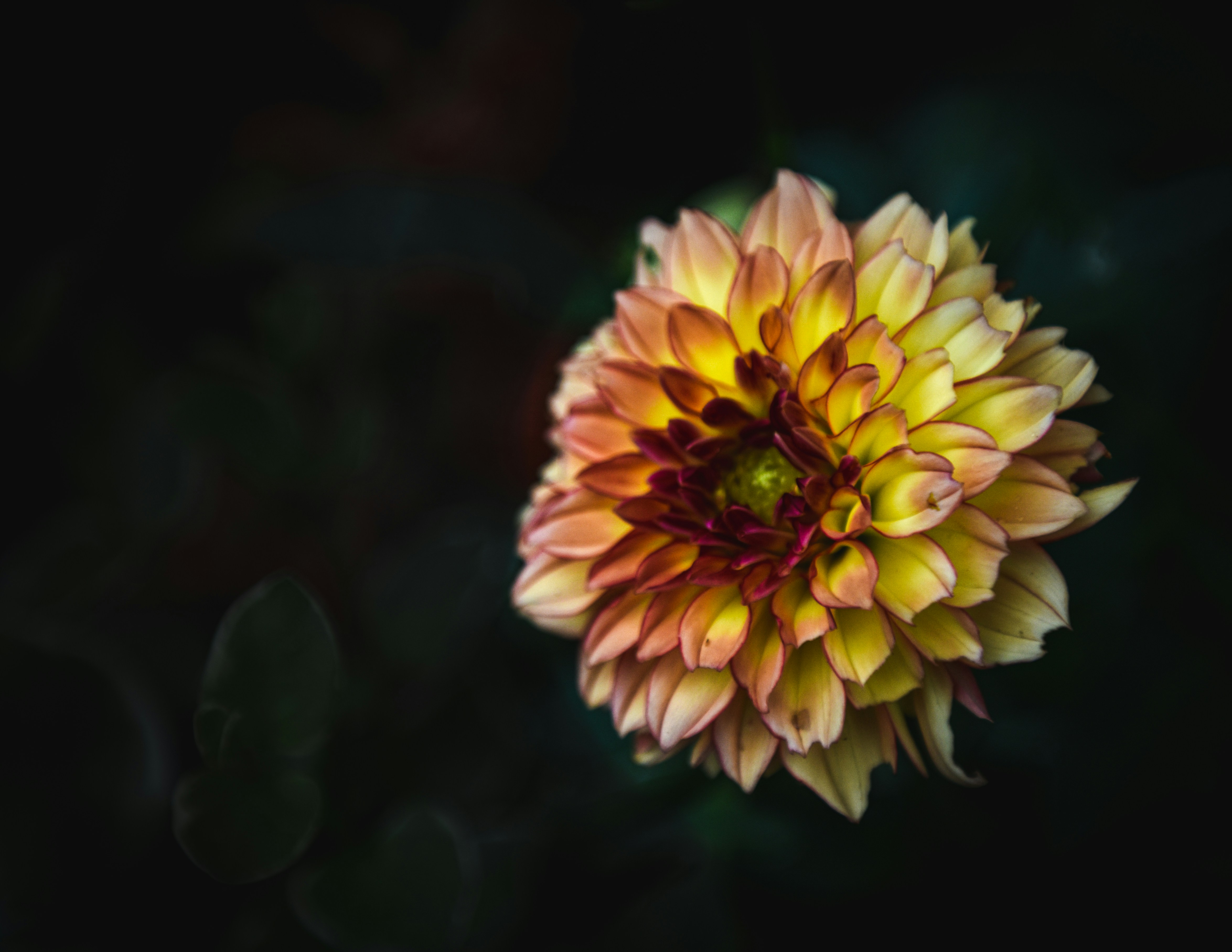 Photo by freefolkphoto