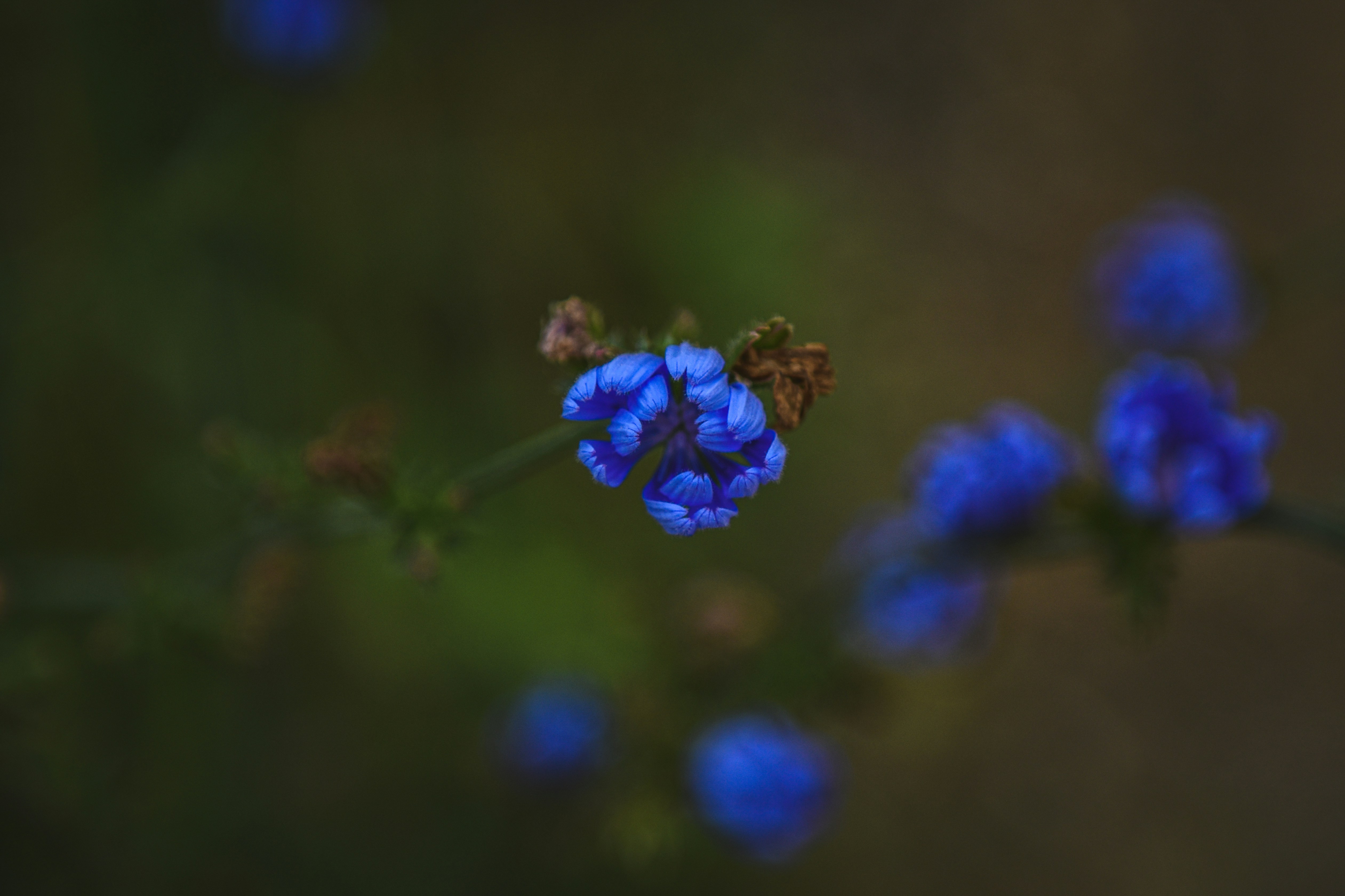 Photo by freefolkphoto