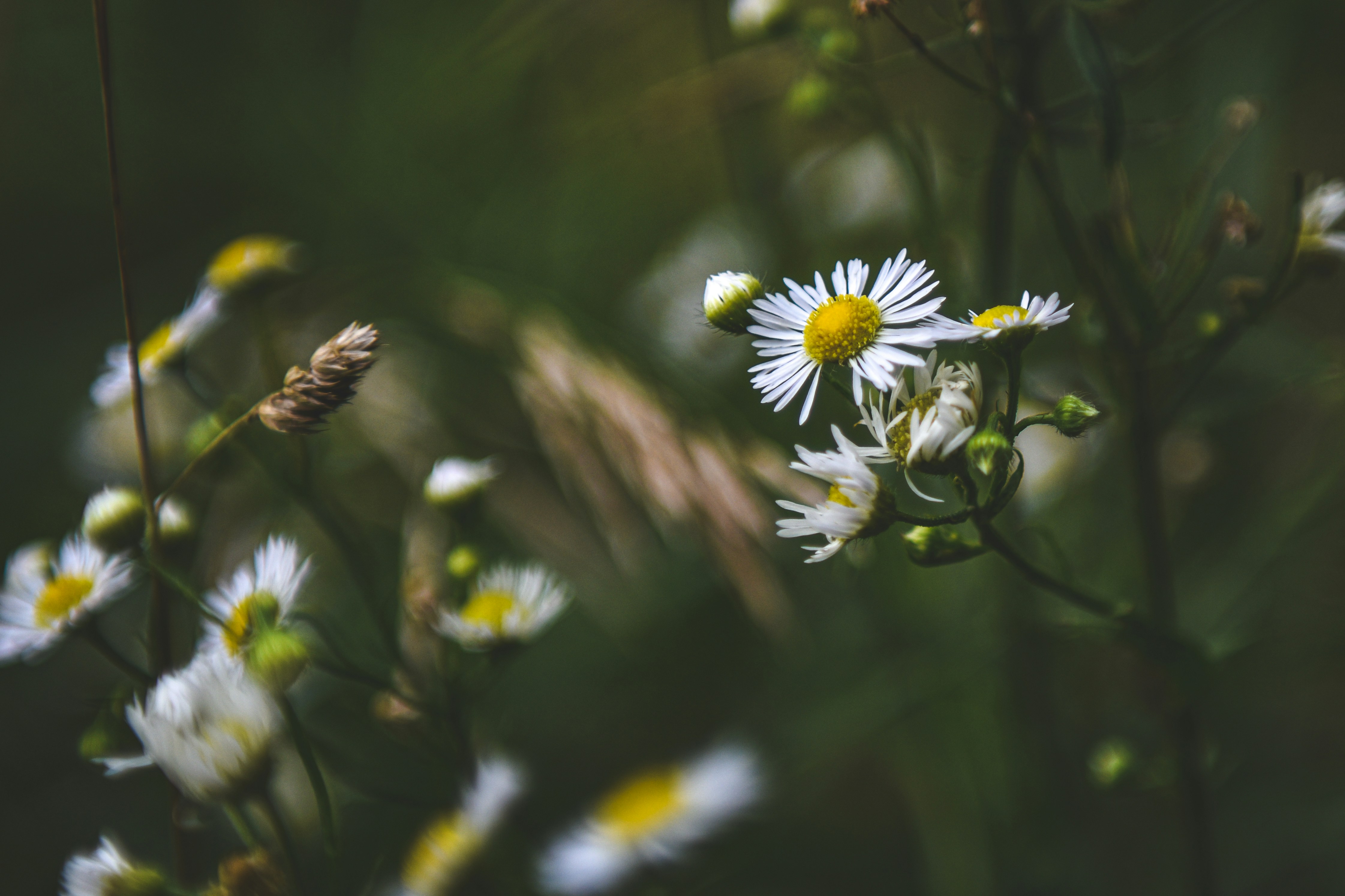 Photo by freefolkphoto