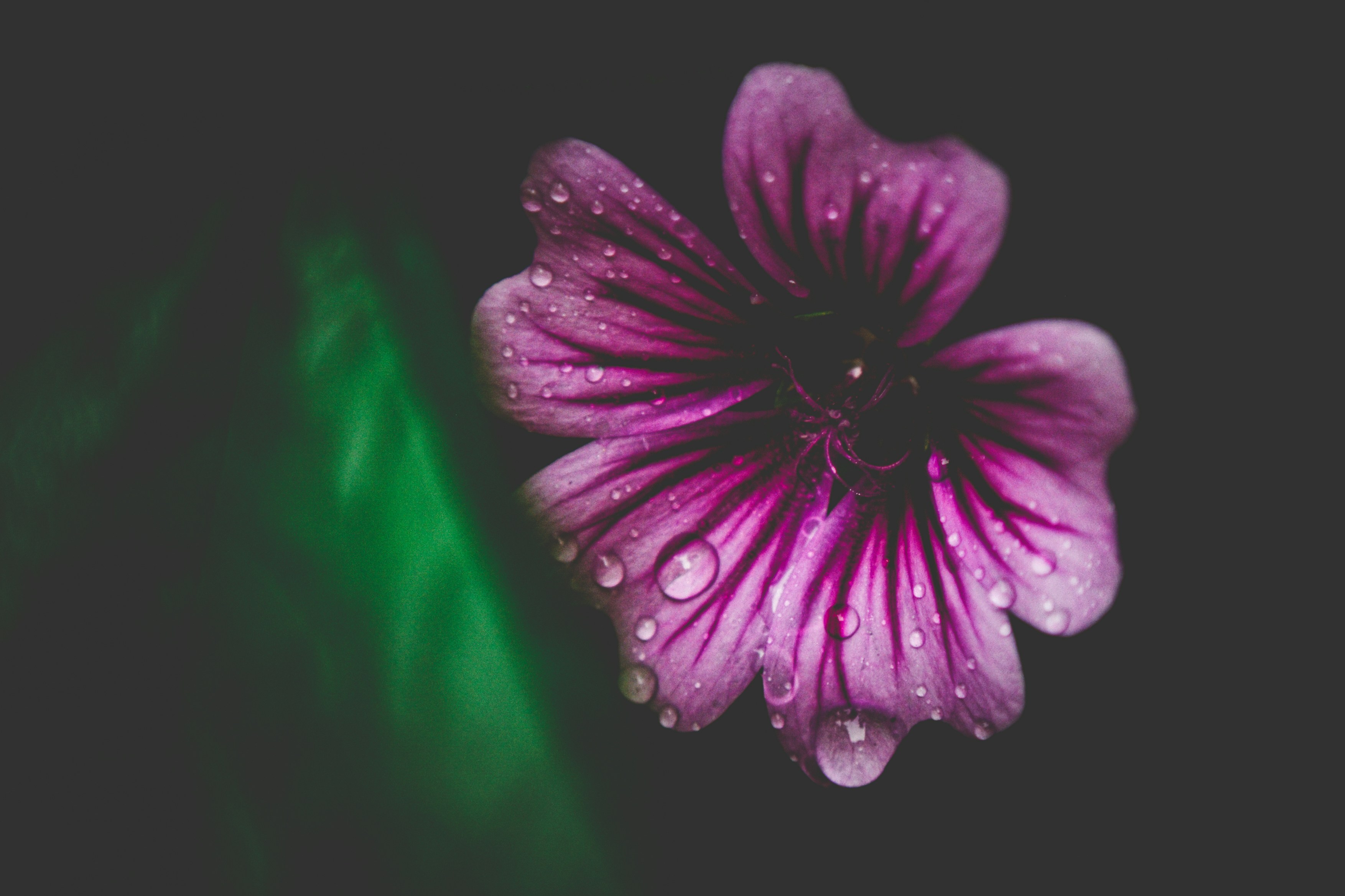 Photo by freefolkphoto