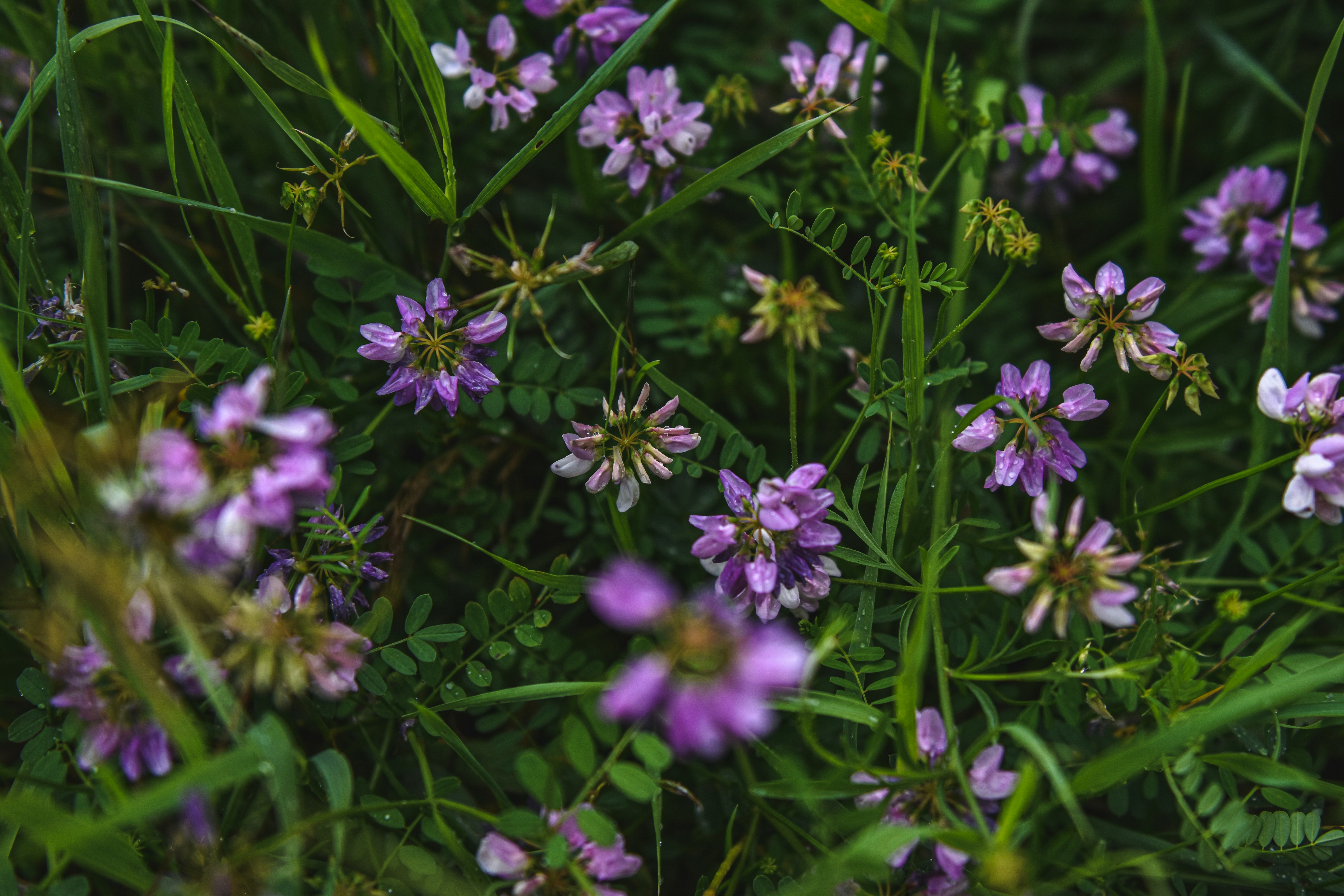 Photo by freefolkphoto