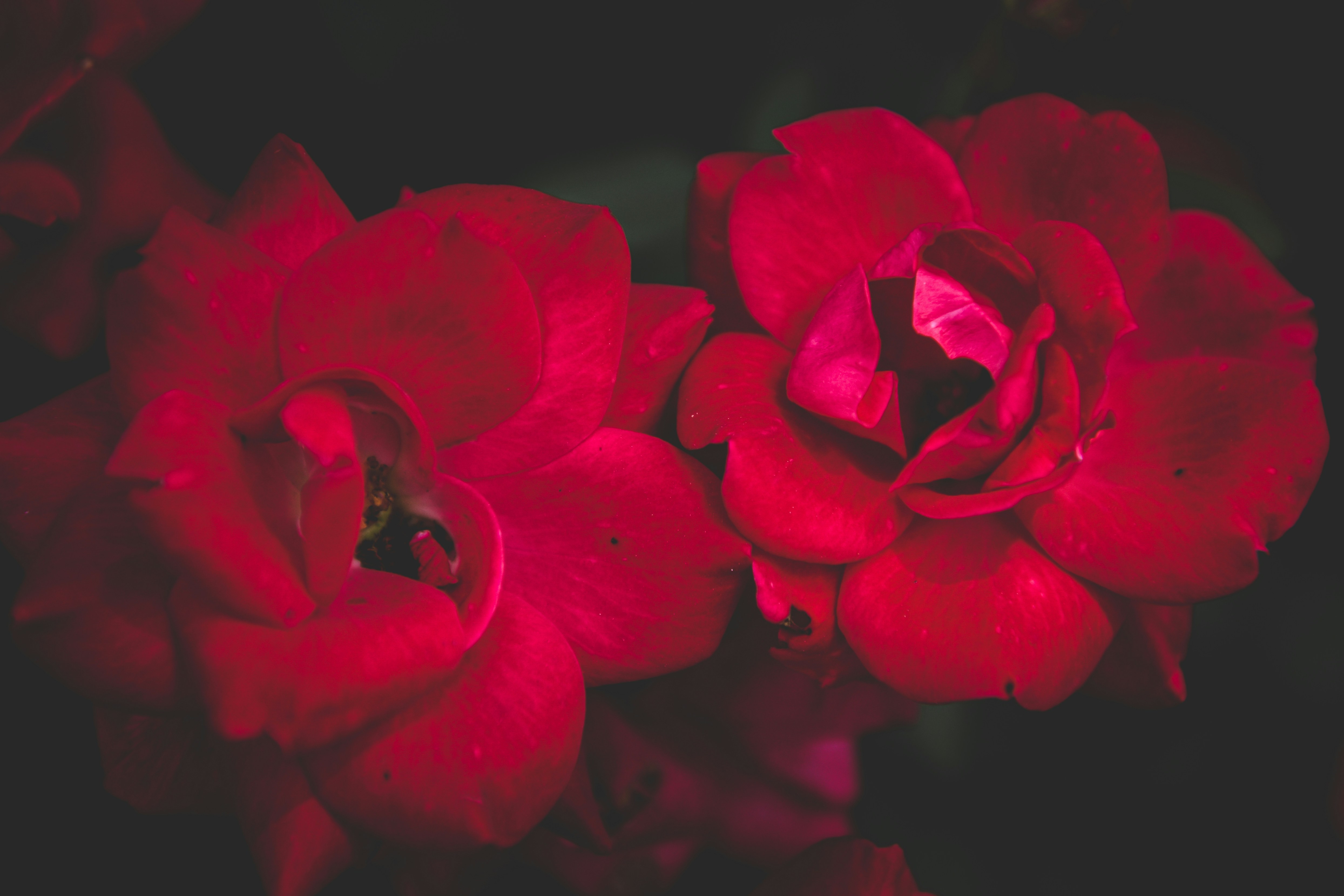 Photo by freefolkphoto