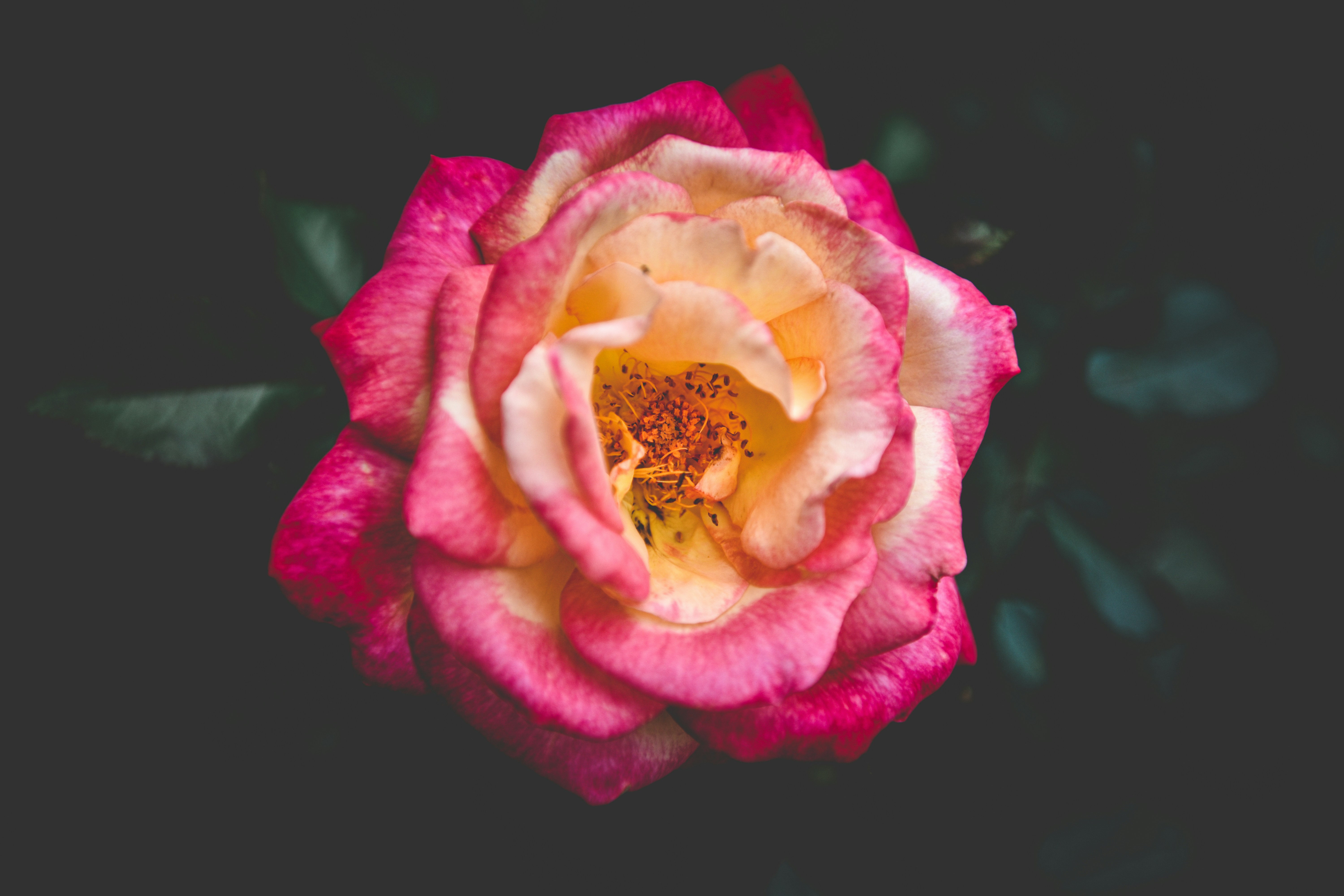 Photo by freefolkphoto