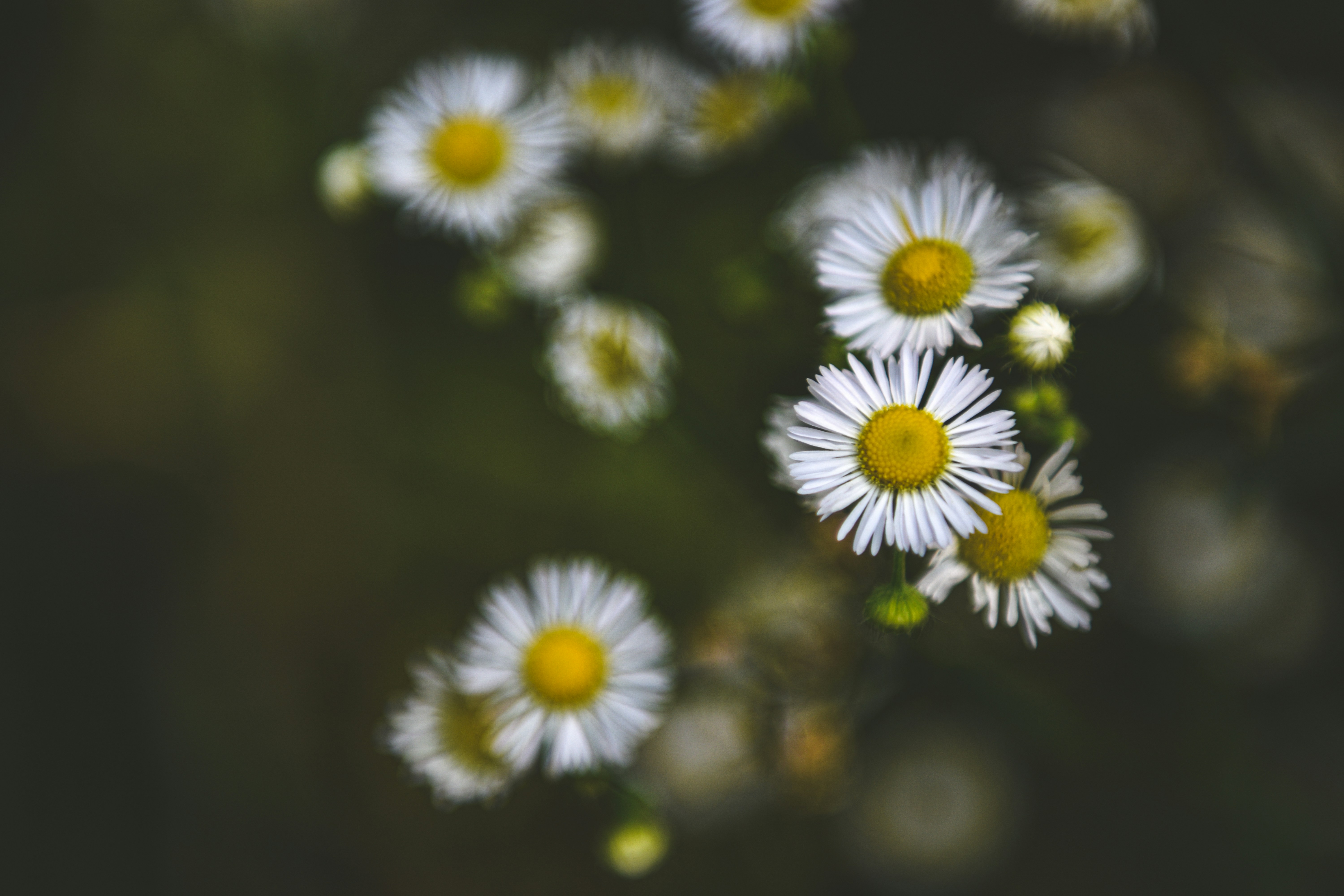 Photo by freefolkphoto