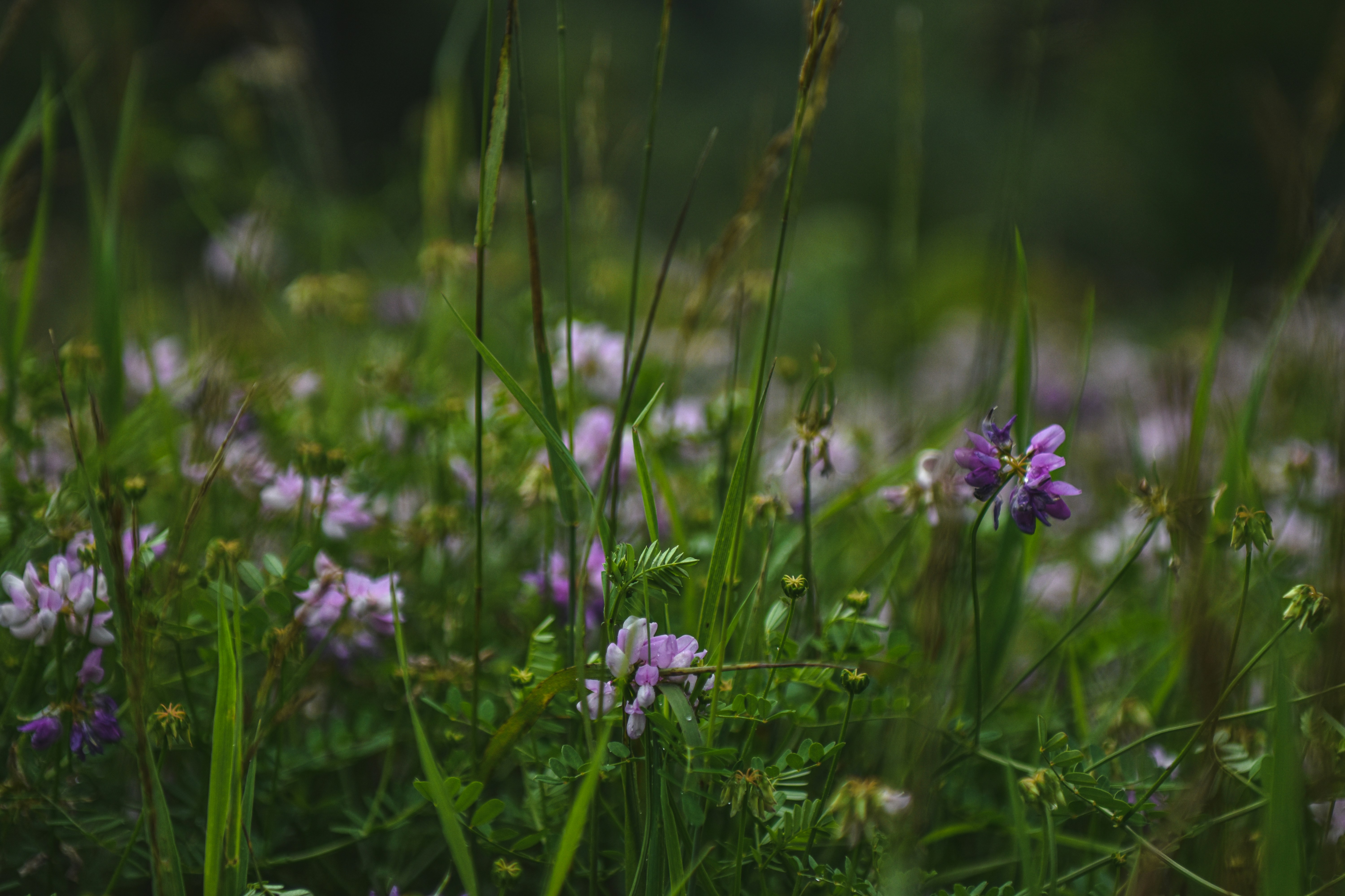 Photo by freefolkphoto