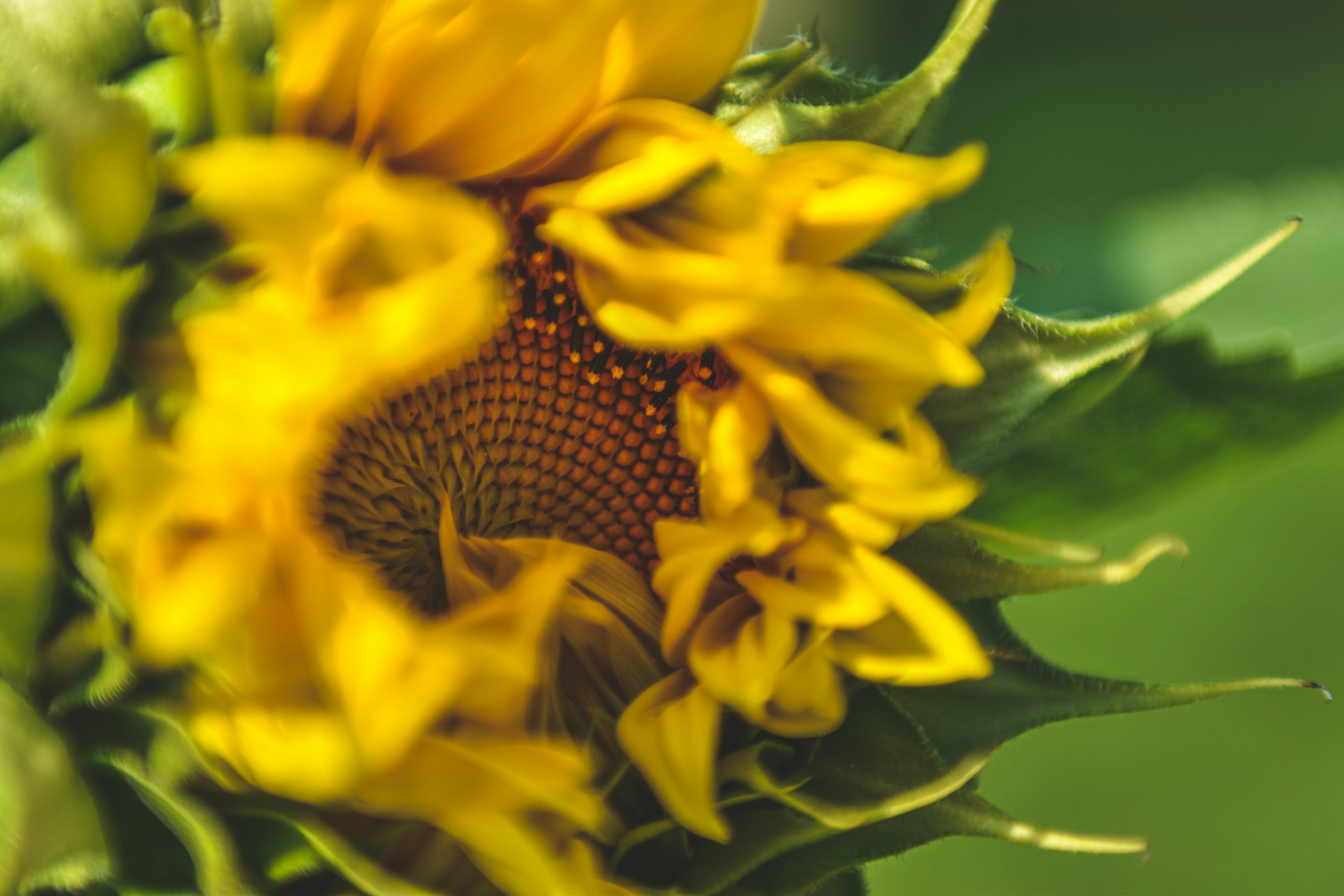 Photo by freefolkphoto