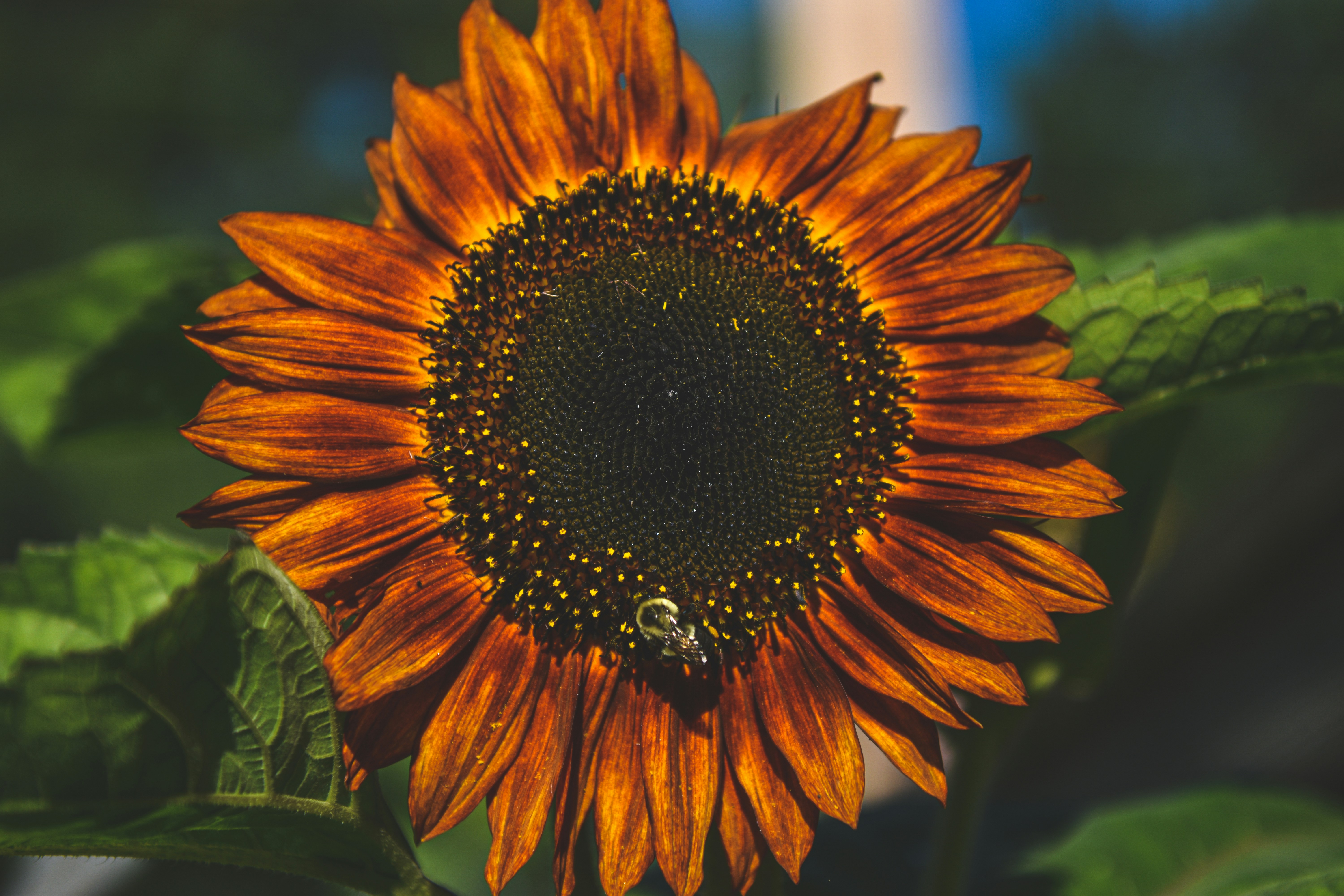 Photo by freefolkphoto