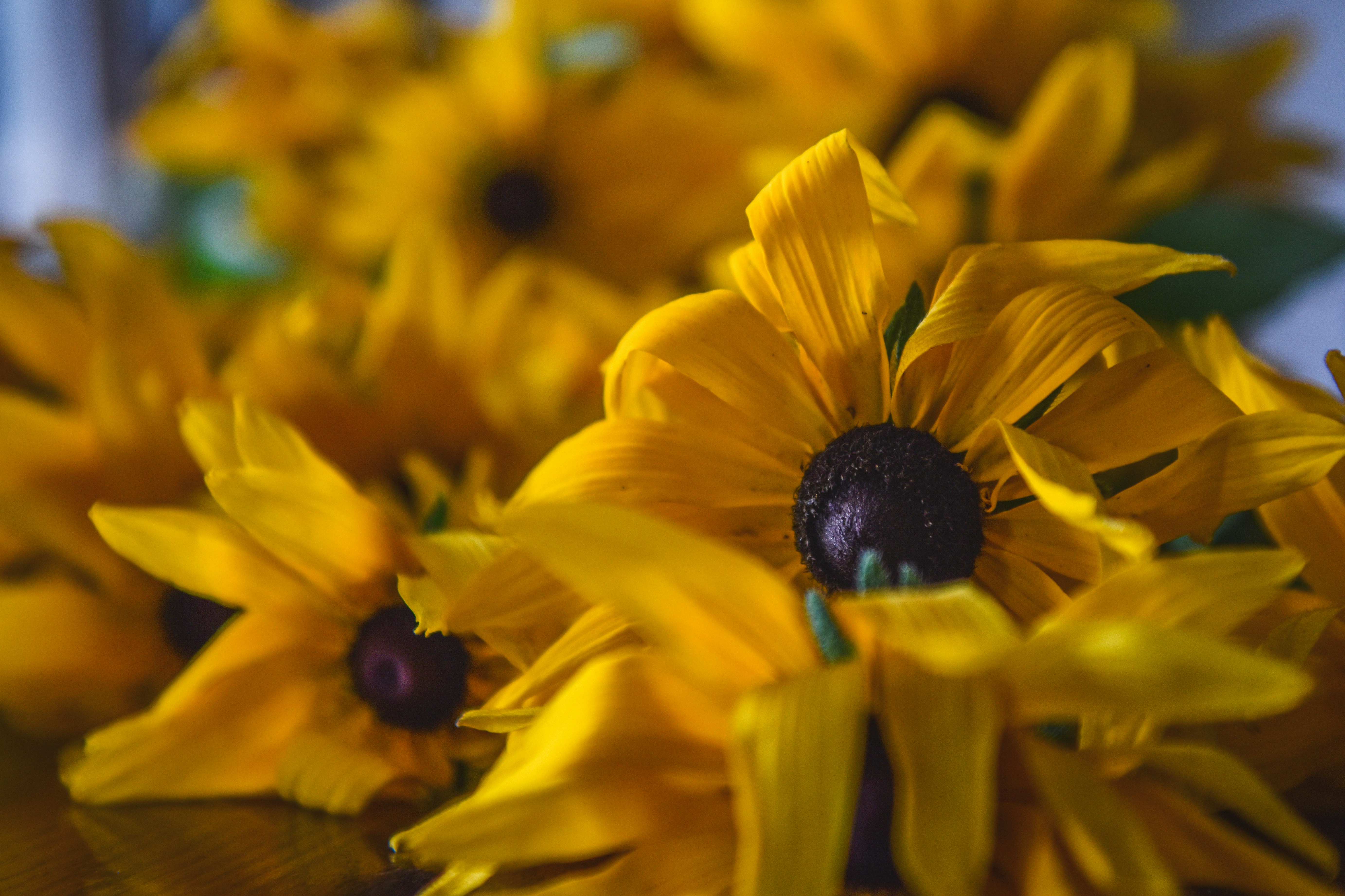 Photo by freefolkphoto