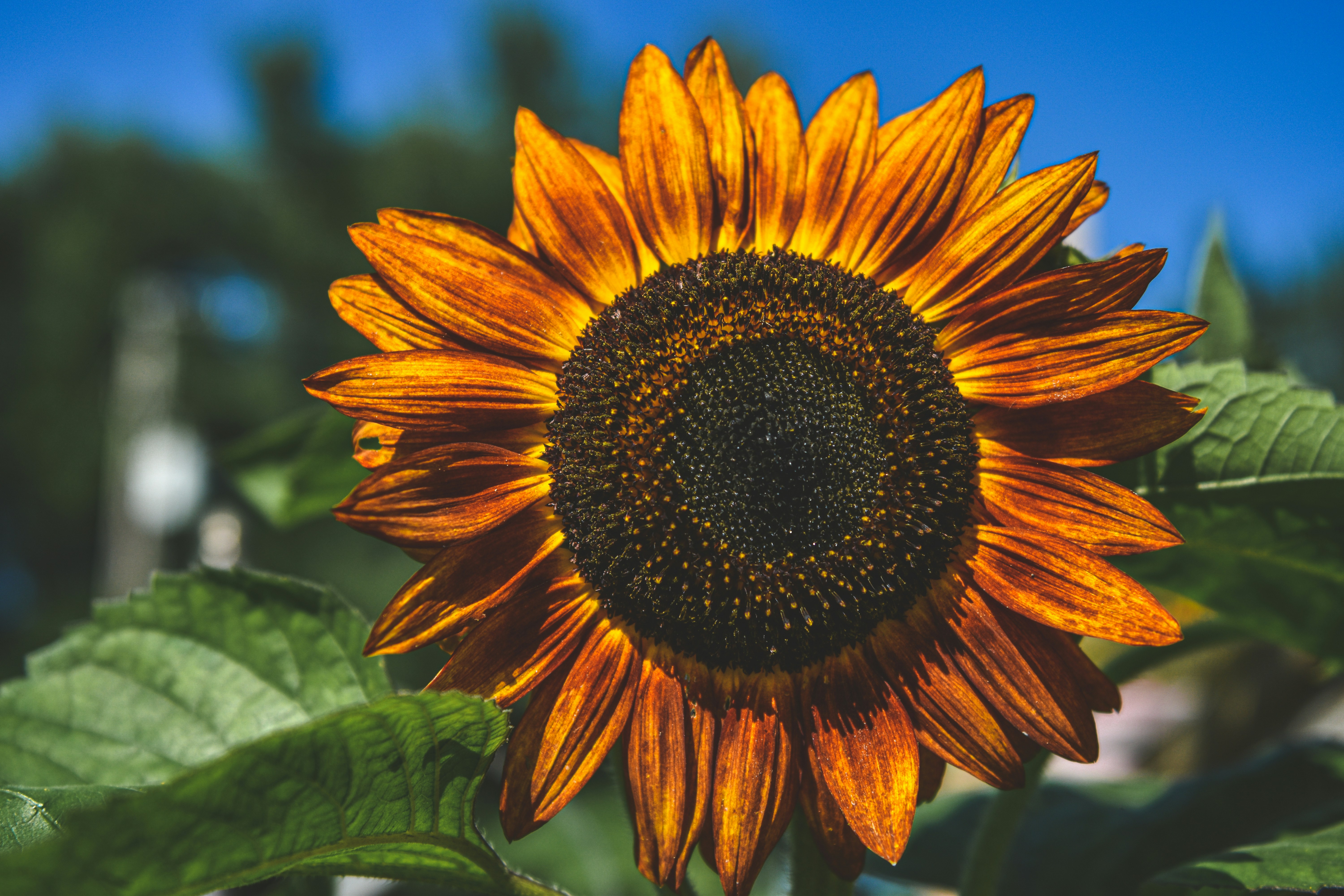 Photo by freefolkphoto