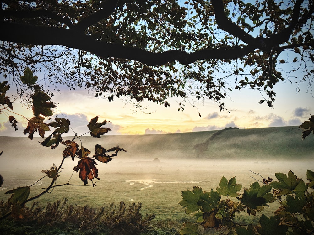 a view of a foggy field with trees in the foreground