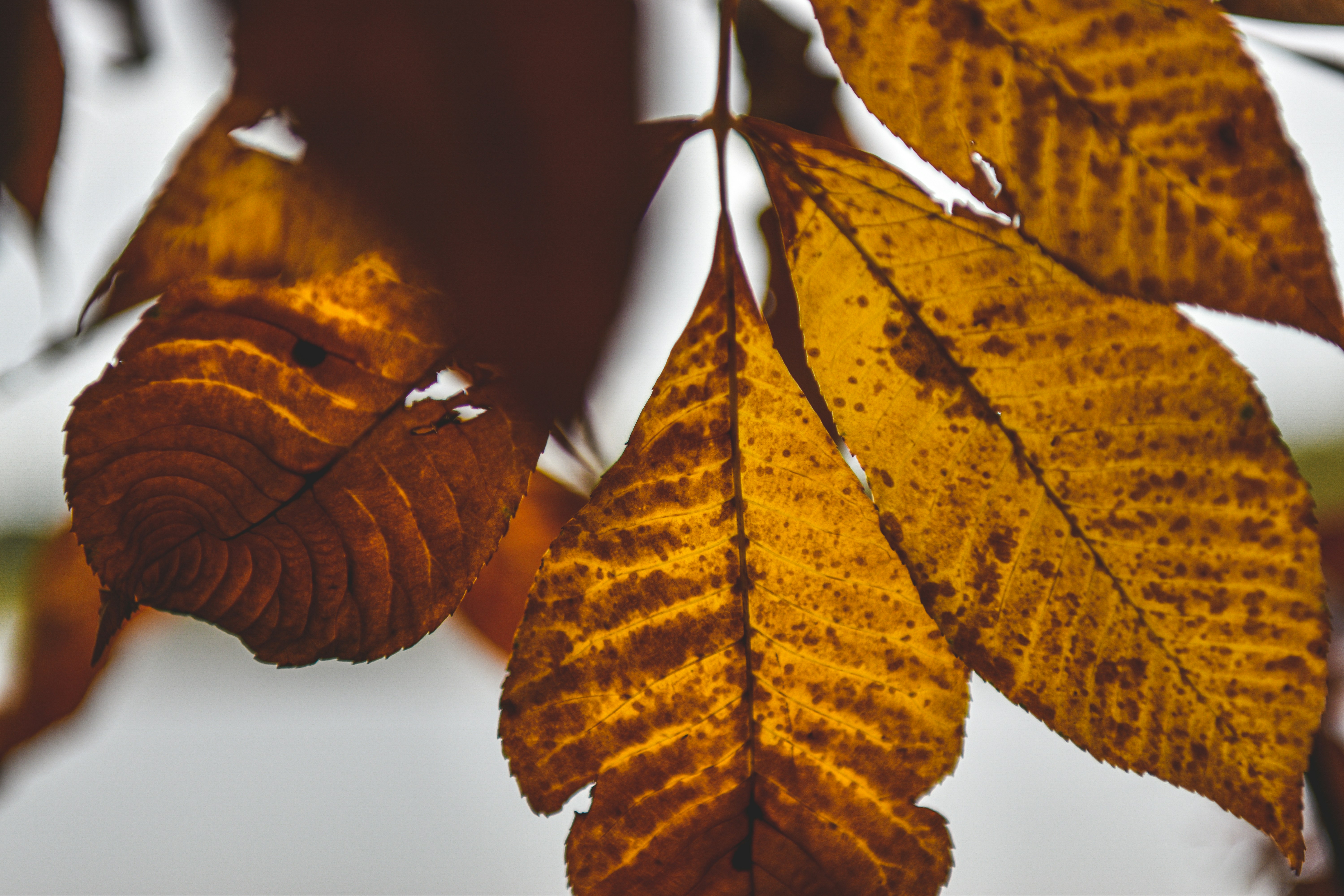 Photo by freefolkphoto