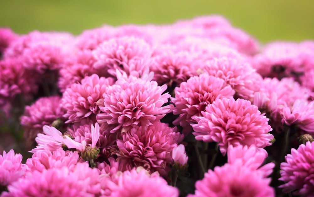 a bunch of pink flowers in a field