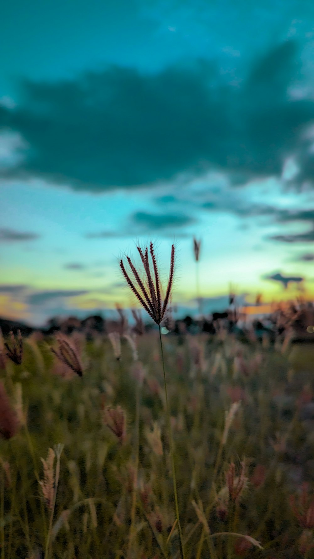 a field of grass with a sky in the background