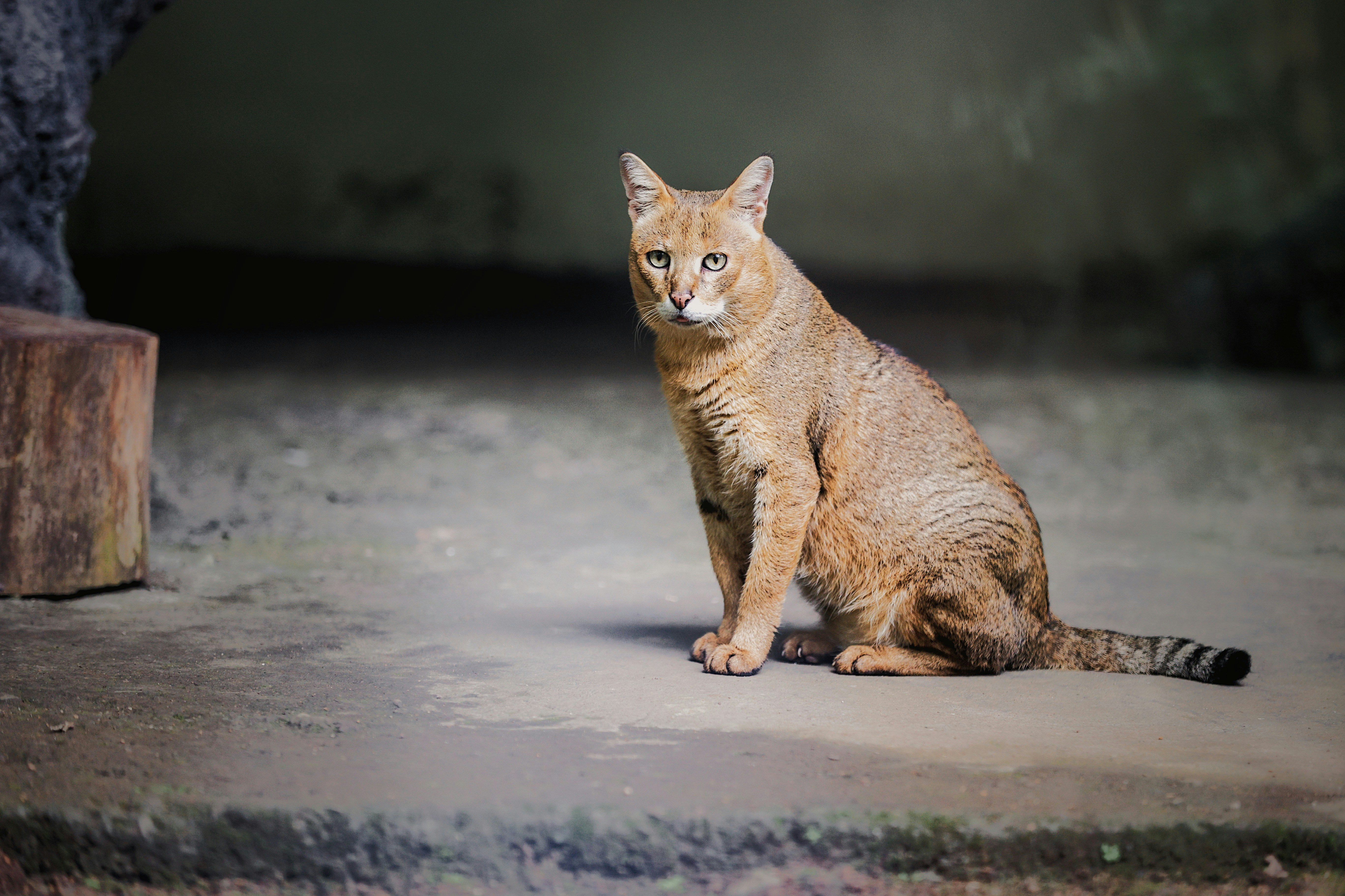 The Wildcat: Small, Fierce, and Still Here (image credits: unsplash)