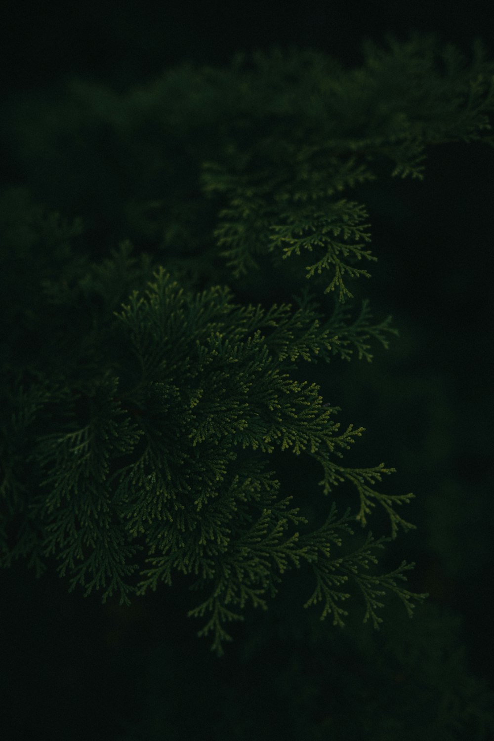 un gros plan d’une plante verte dans l’obscurité