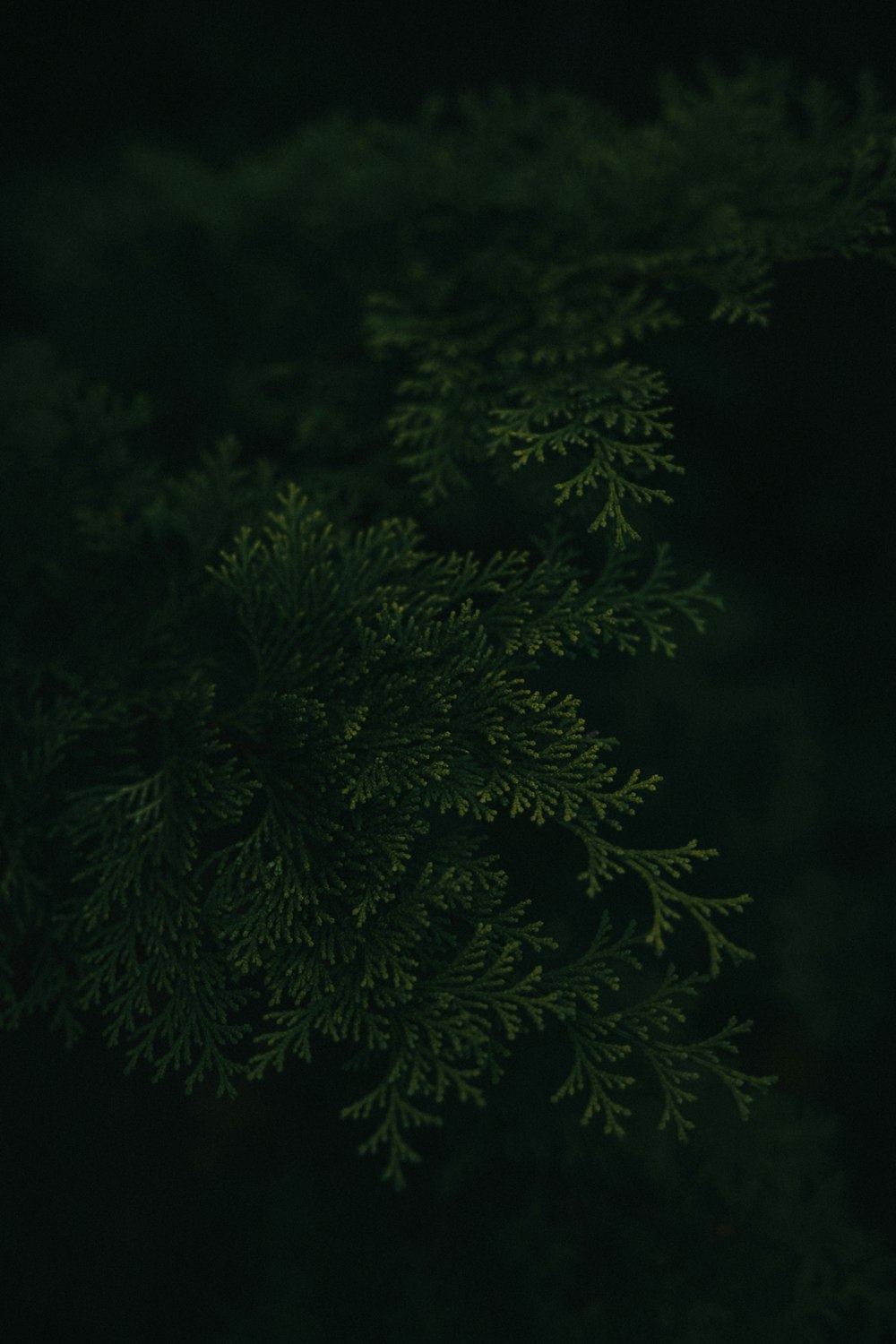 a close up of a green plant in the dark