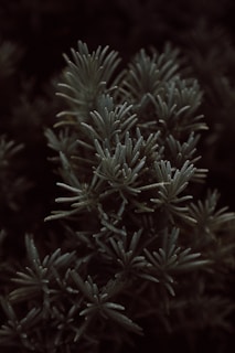 a close up of a plant with small leaves