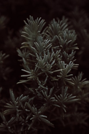 a close up of a plant with small leaves