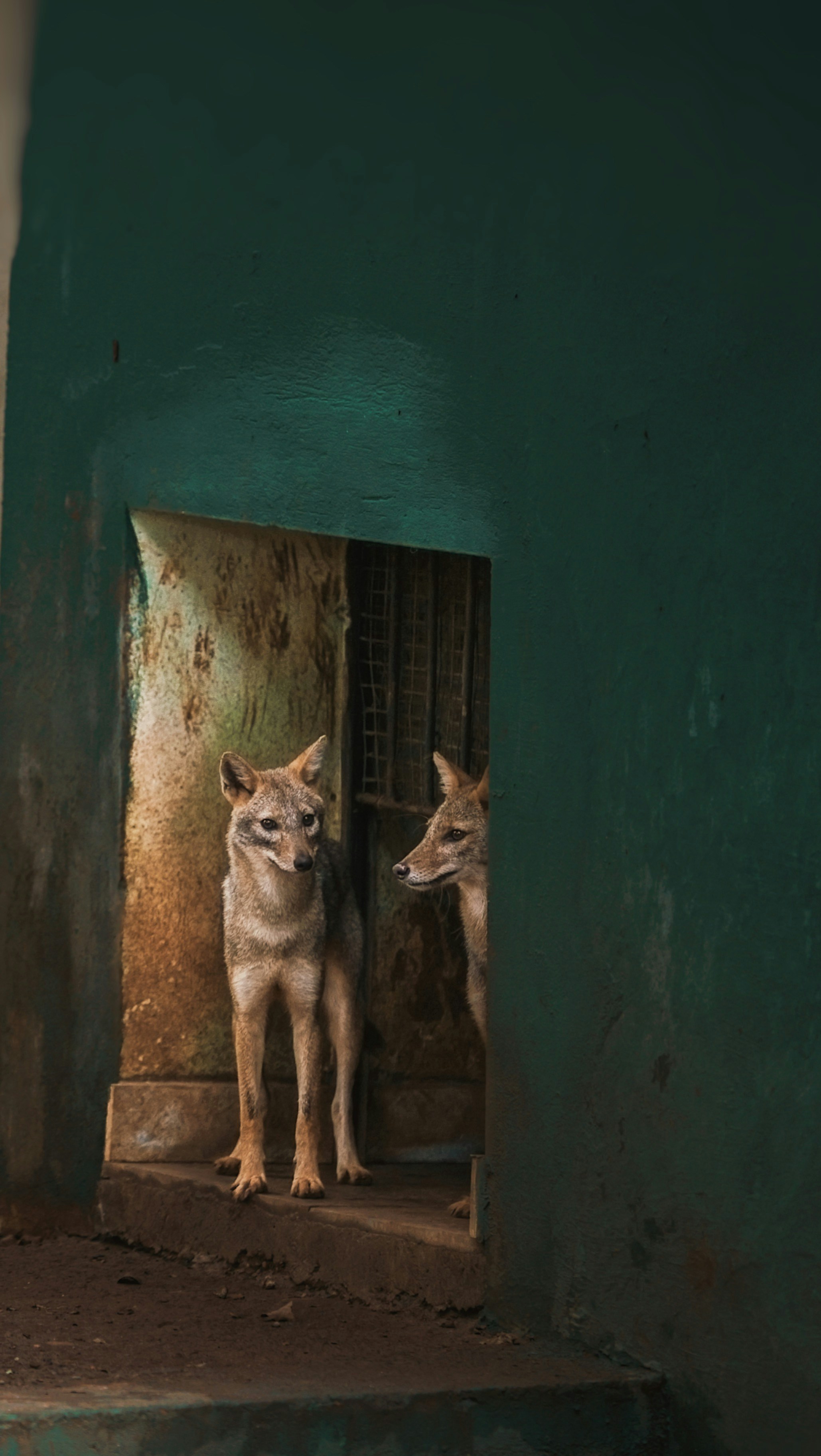 un paio di animali che sono in piedi in una porta