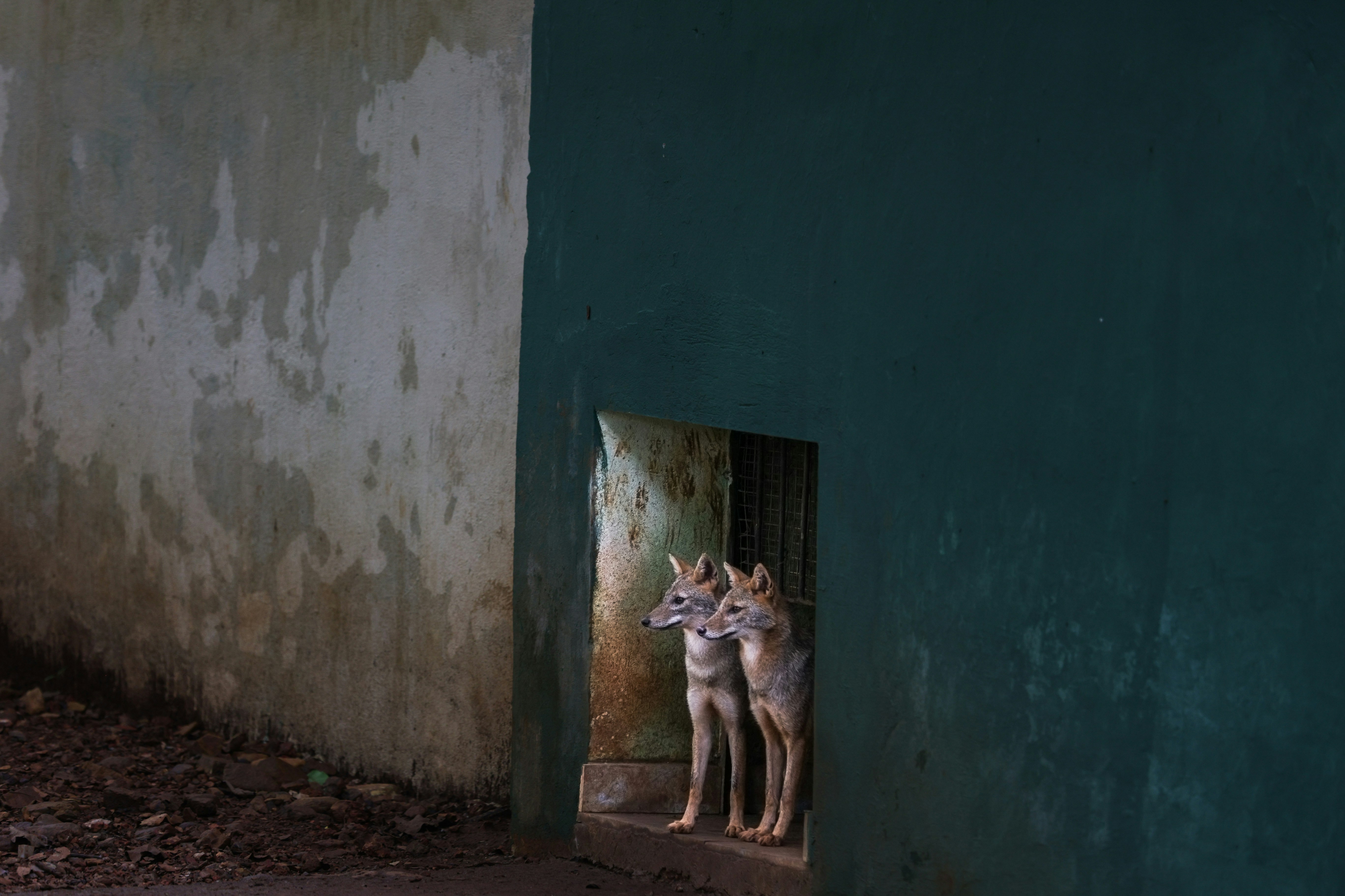un paio di animali che si trovano all'interno di un edificio