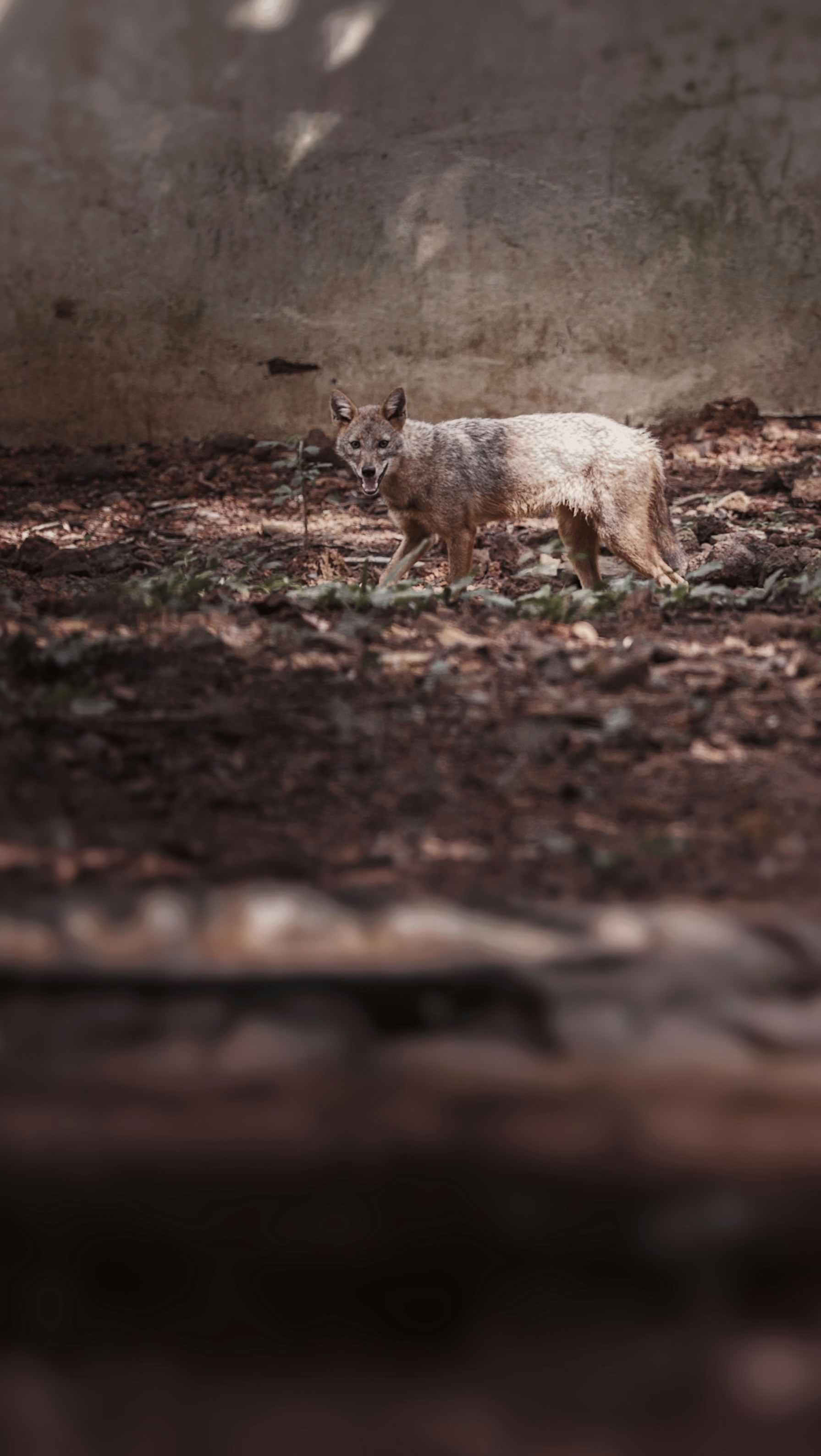 un piccolo animale in piedi in cima a un campo di terra