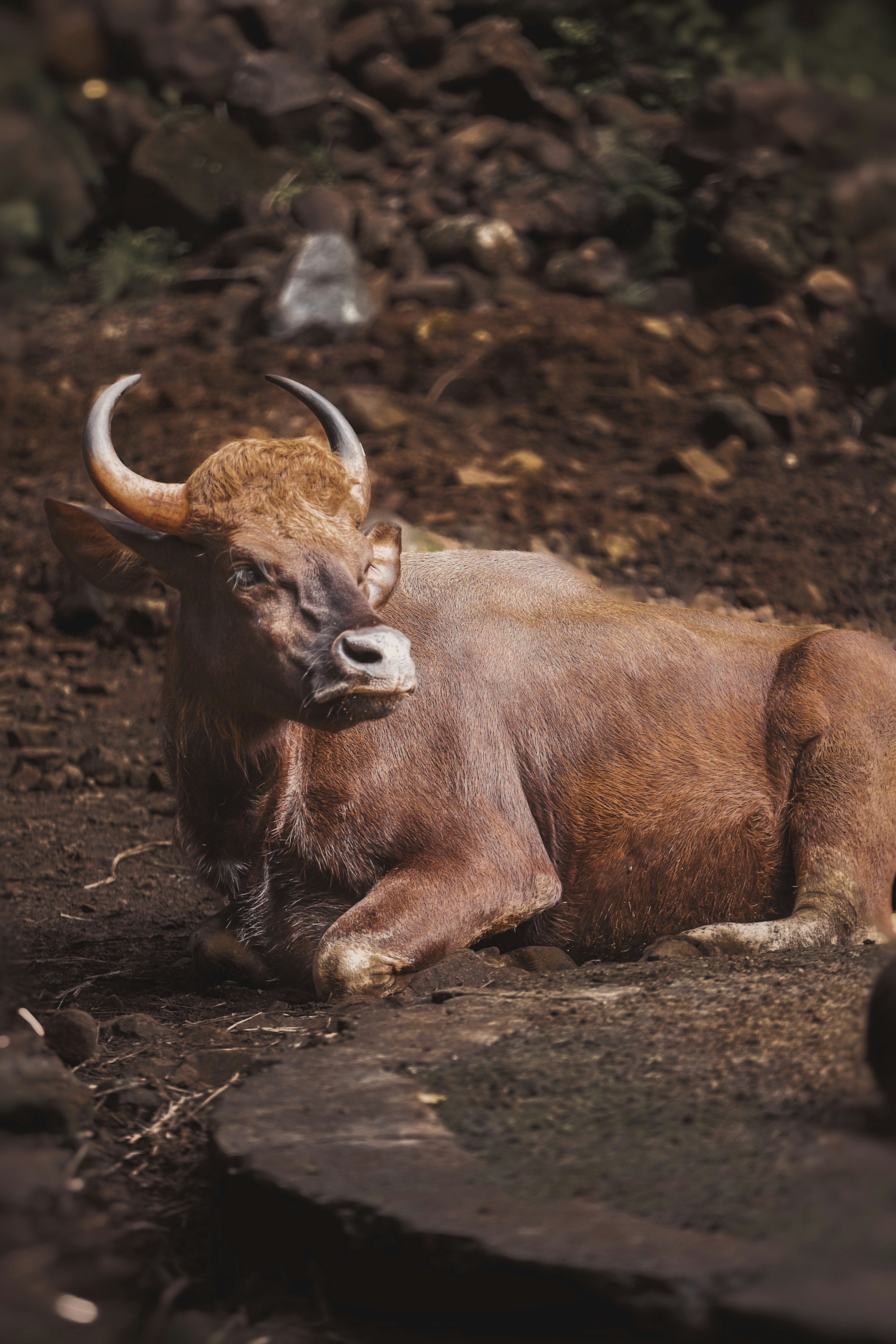 un toro sdraiato a terra in una zona rocciosa