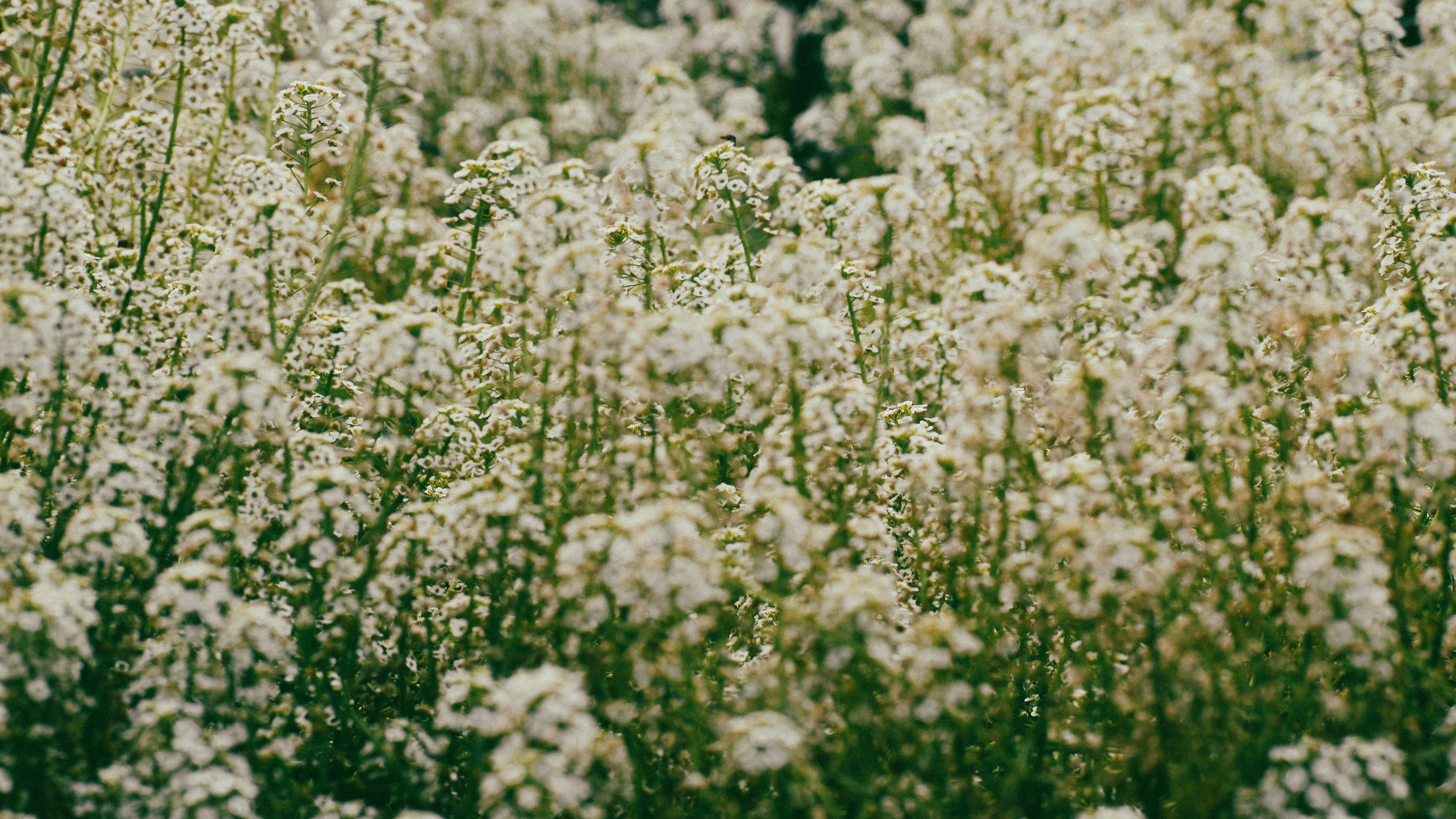 A field full of white flowers with trees in the background photo – Free  Flower Image on Unsplash, image size:3000x1688