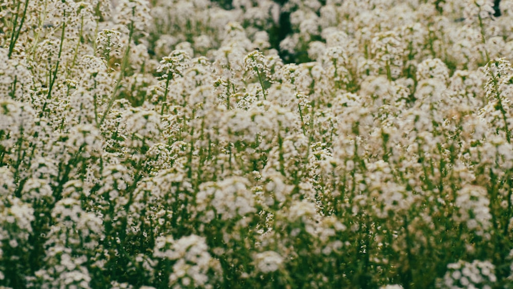 un campo lleno de flores blancas con árboles al fondo