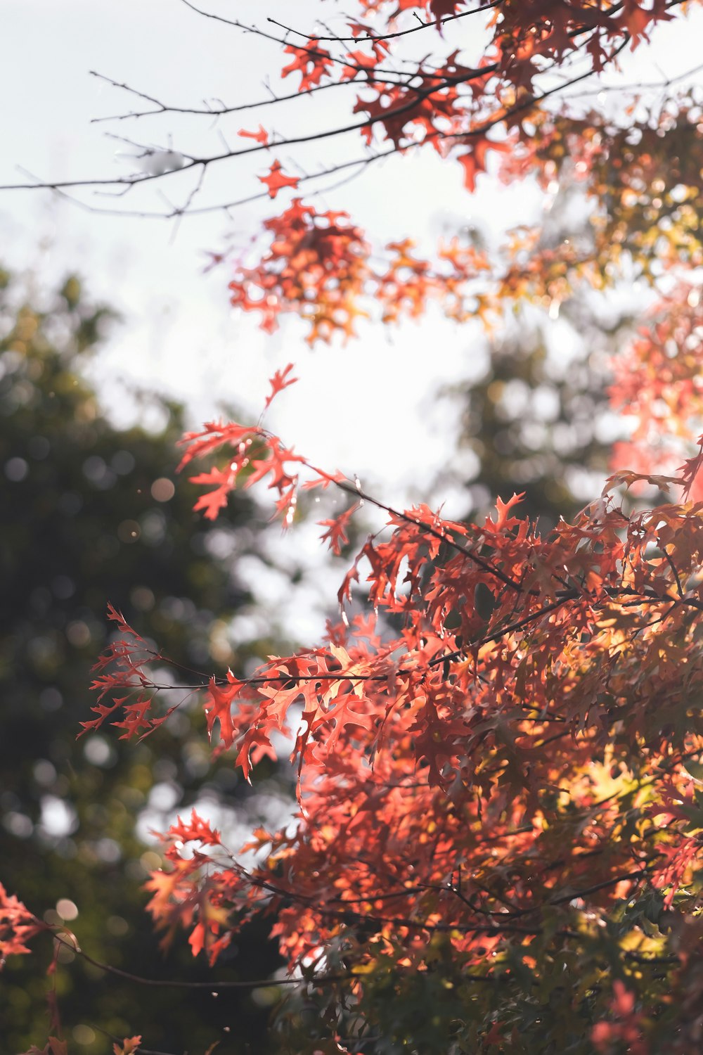 a tree with red leaves in the sunlight