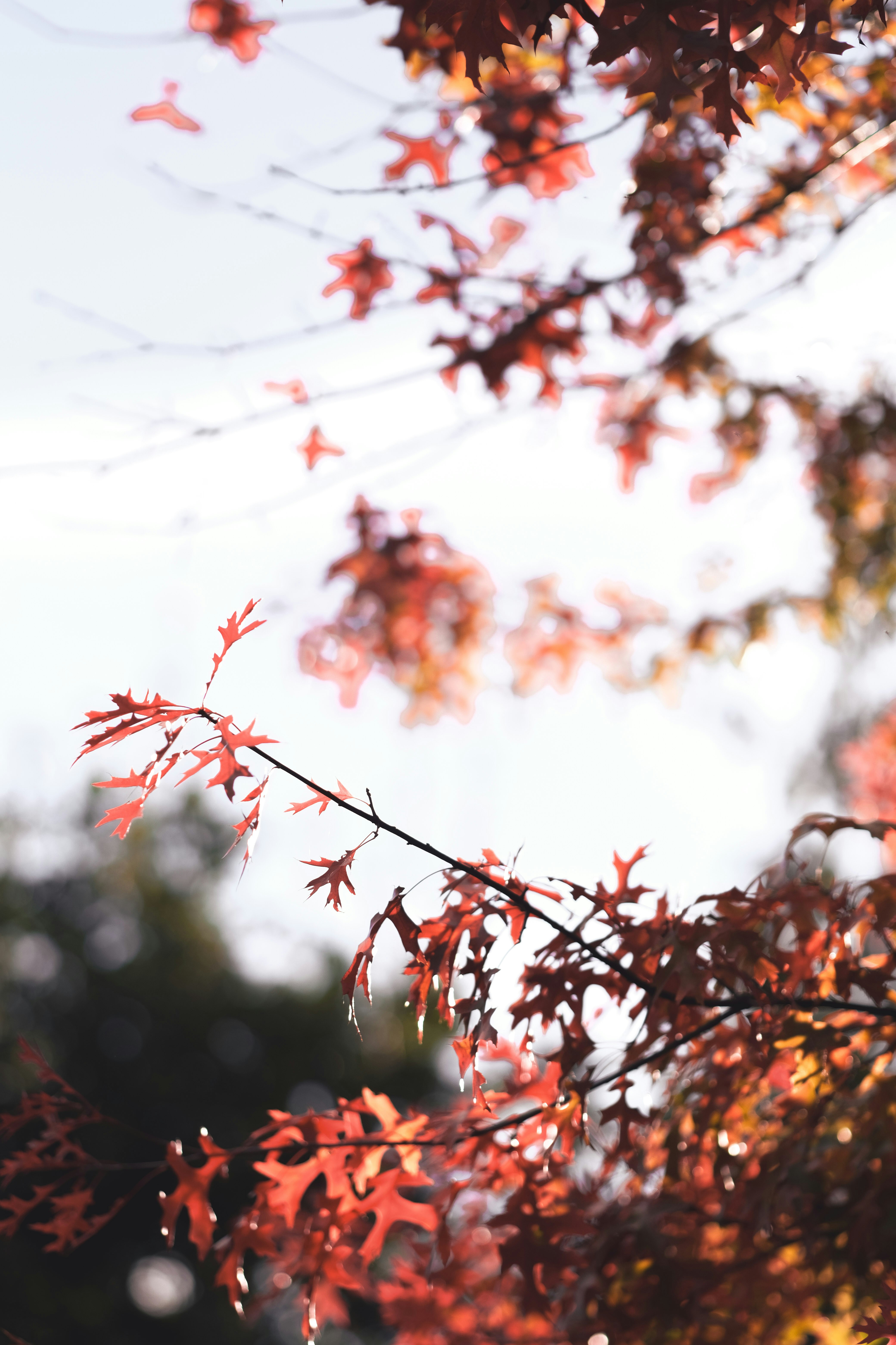 a tree with red leaves in the fall