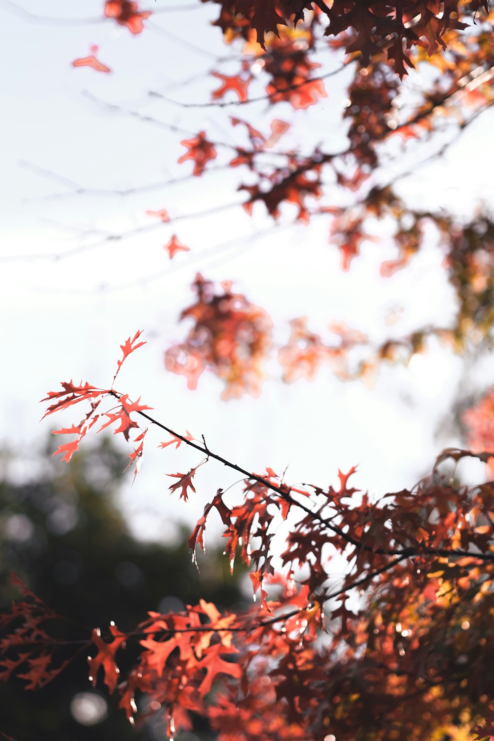 秋に赤い葉を持つ木