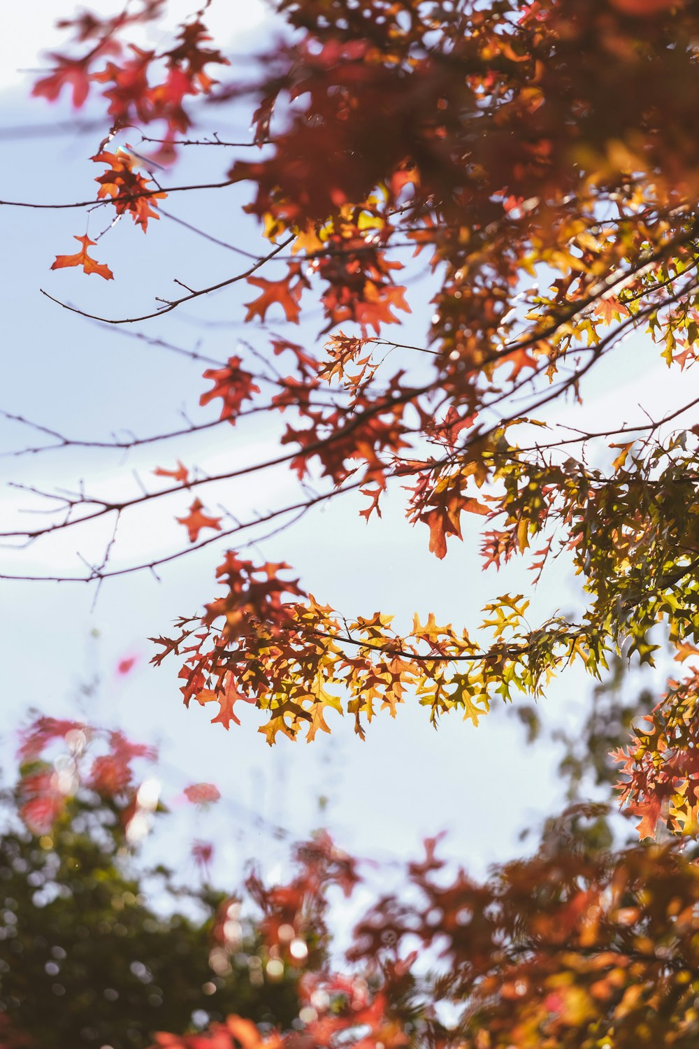 a tree with red and yellow leaves and a blue sky in the background
