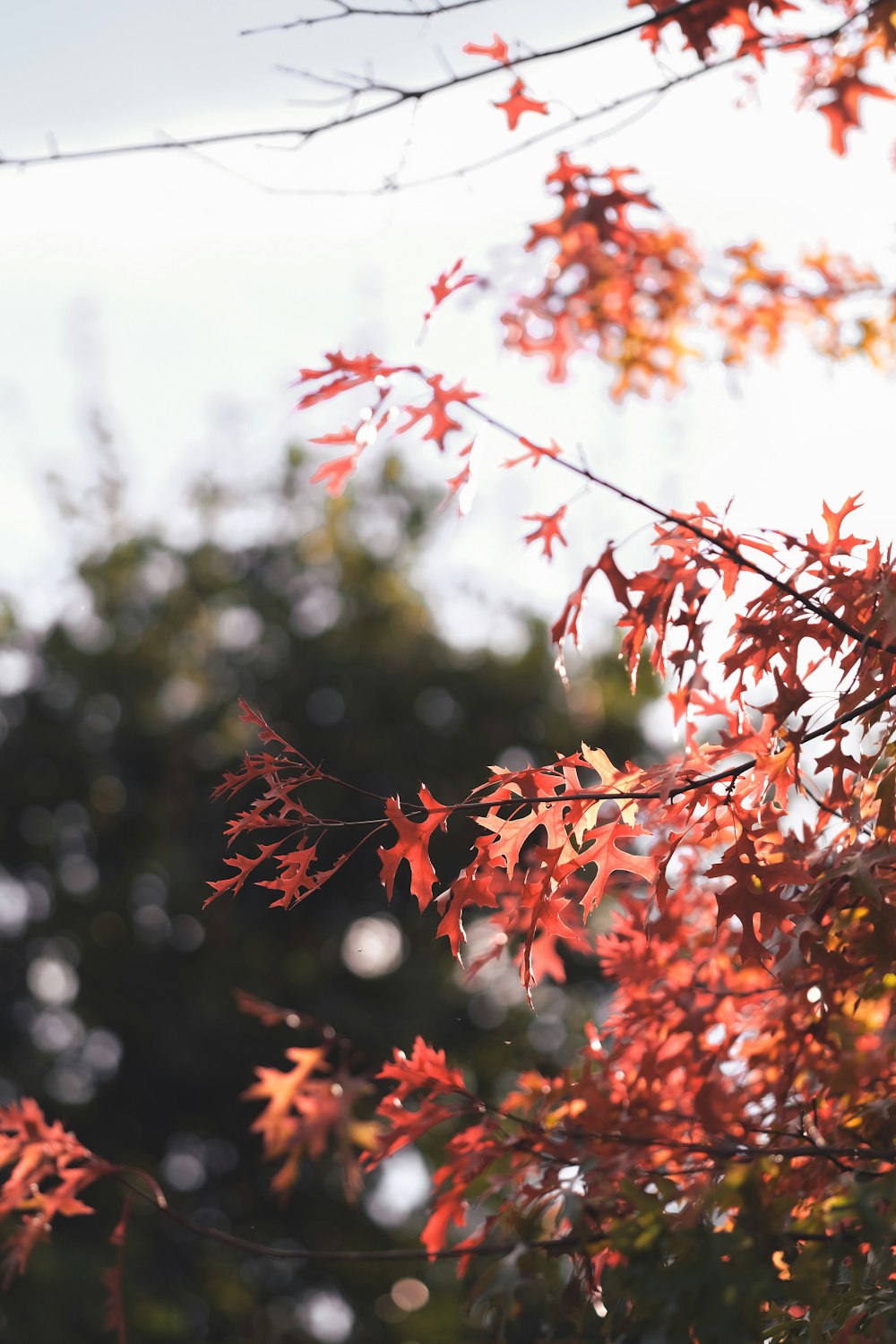 un árbol con hojas rojas y un fondo de cielo