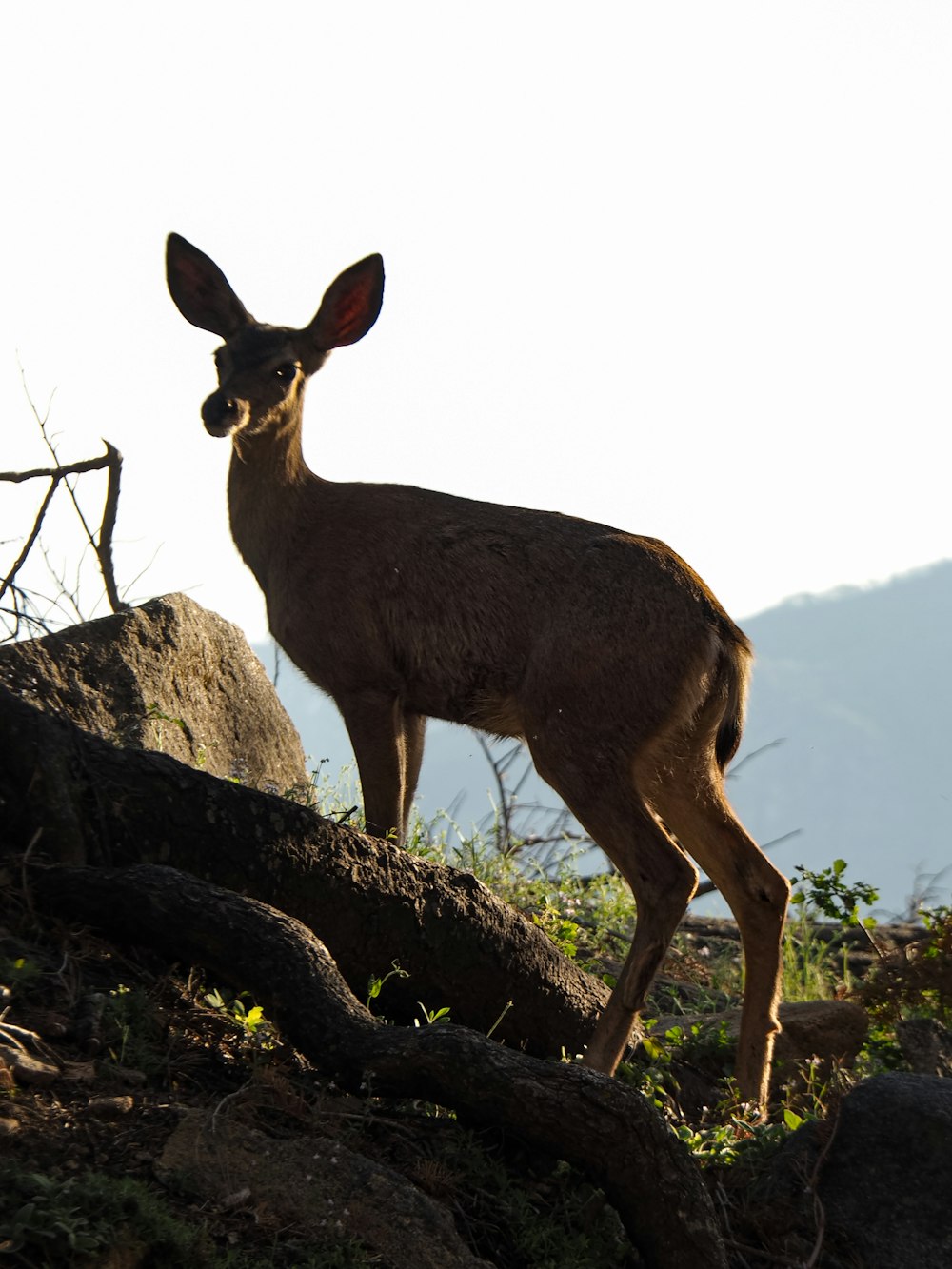 a deer standing on top of a rocky hillside