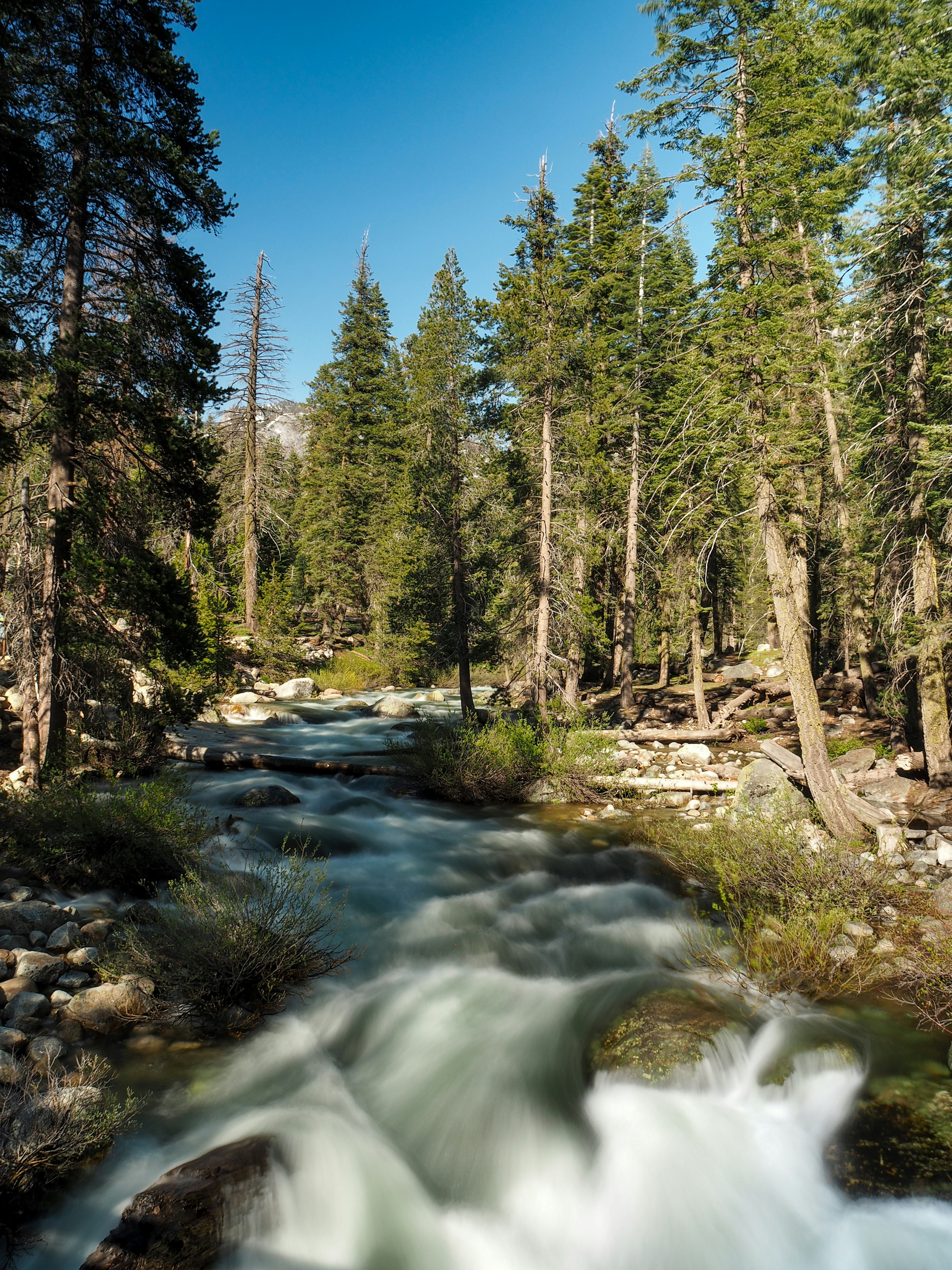 A river running through a forest filled with lots of trees photo – Free  Forest Image on Unsplash, image size:3000x4000