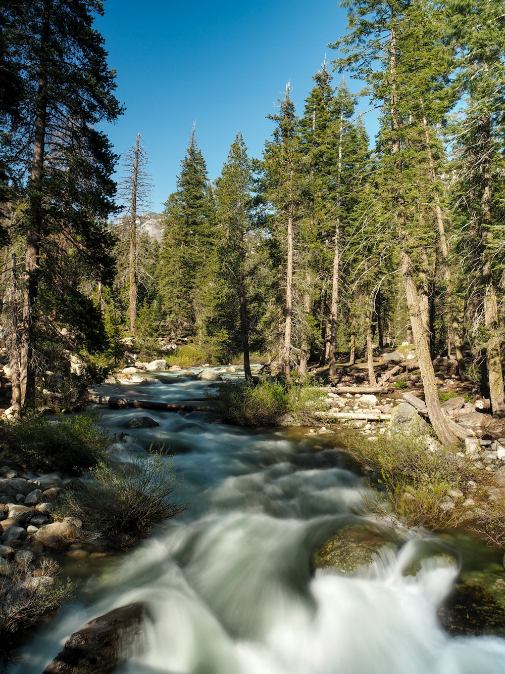 un río que corre a través de un bosque lleno de muchos árboles