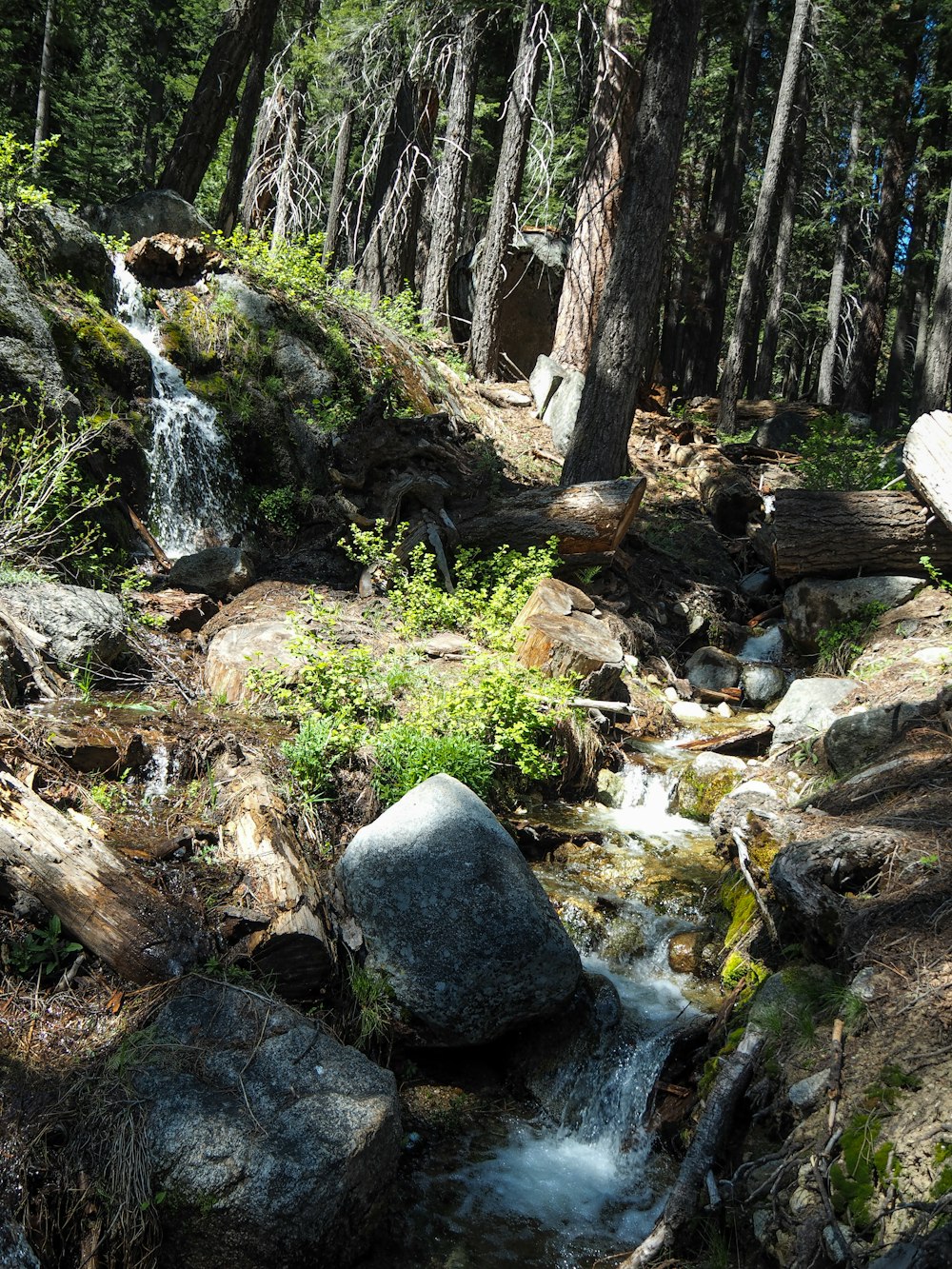 Un arroyo que atraviesa un bosque lleno de muchos árboles