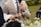 A person in a beige suit and striped tie holding a microphone, with another person holding an open book nearby. The event appears formal, taking place outdoors on a grassy area. There are blurred flowers in the foreground and a seated person in the background.