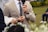 A person in a beige suit and striped tie holding a microphone, with another person holding an open book nearby. The event appears formal, taking place outdoors on a grassy area. There are blurred flowers in the foreground and a seated person in the background.