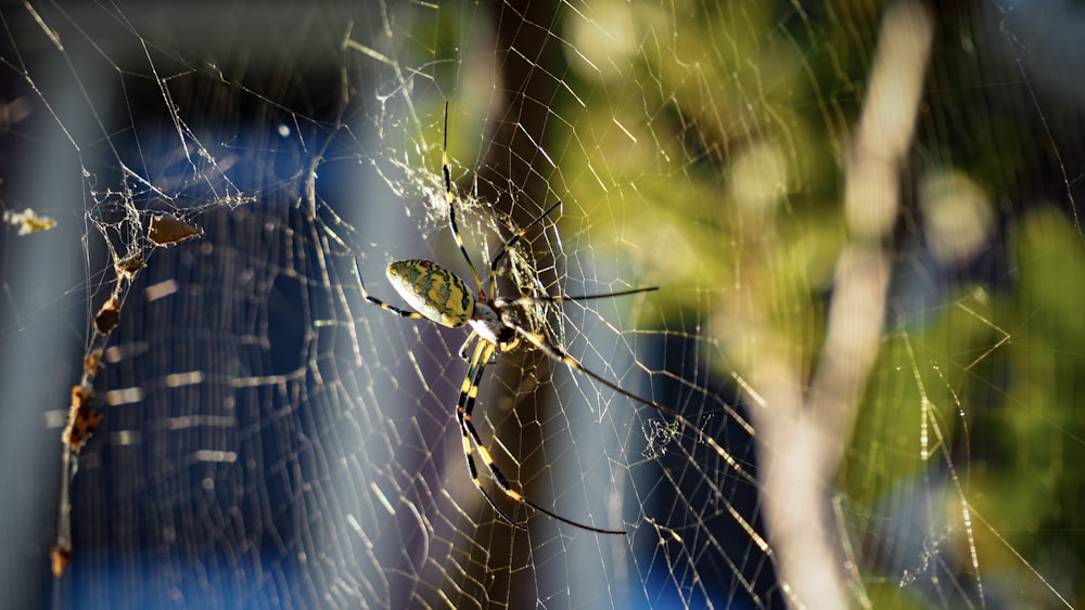 a close up of a spider on a web